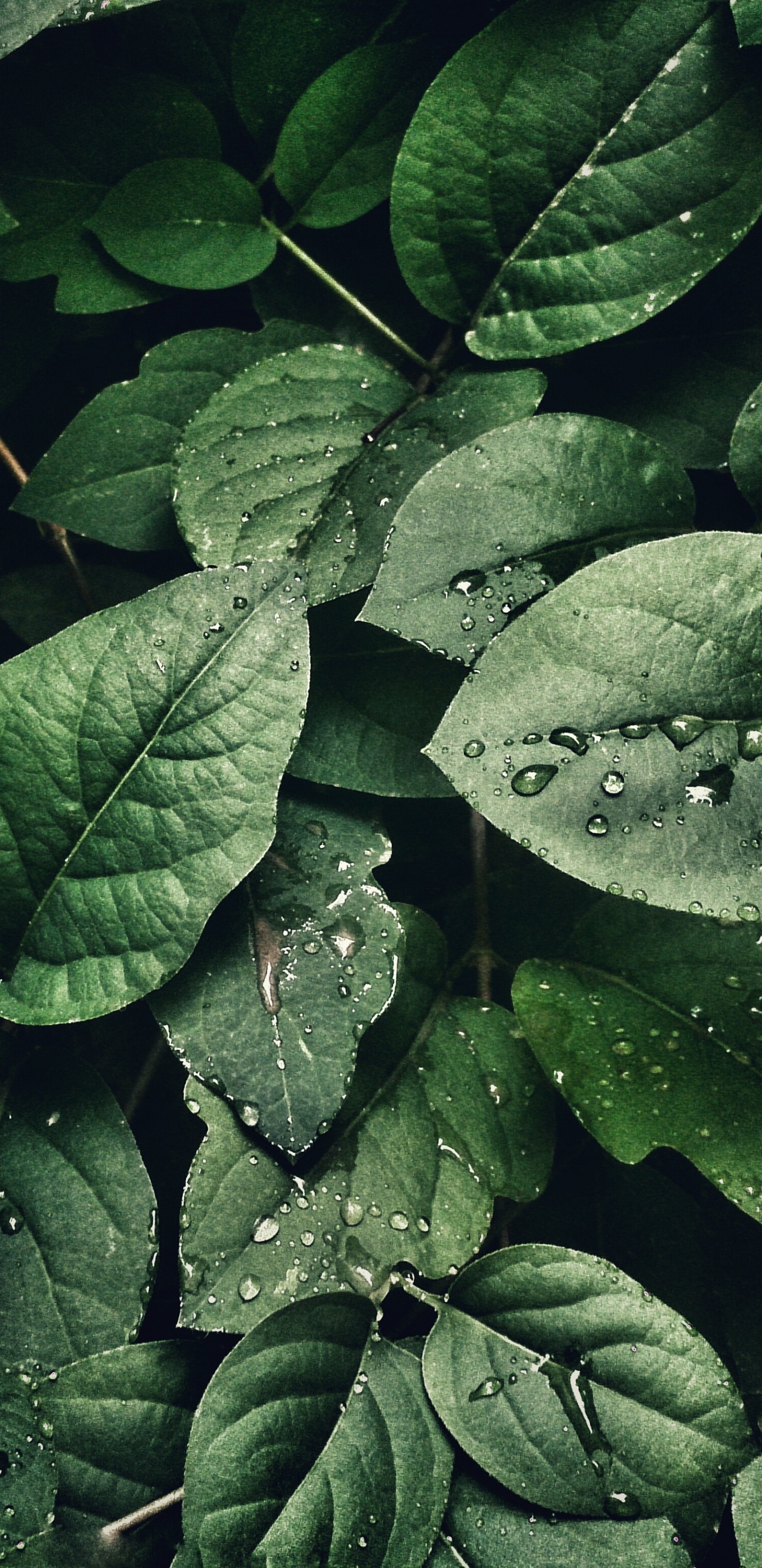 Leaf, Shallow Focus, Plant, Terrestrial Plant, Groundcover. Wallpaper in 1440x2960 Resolution