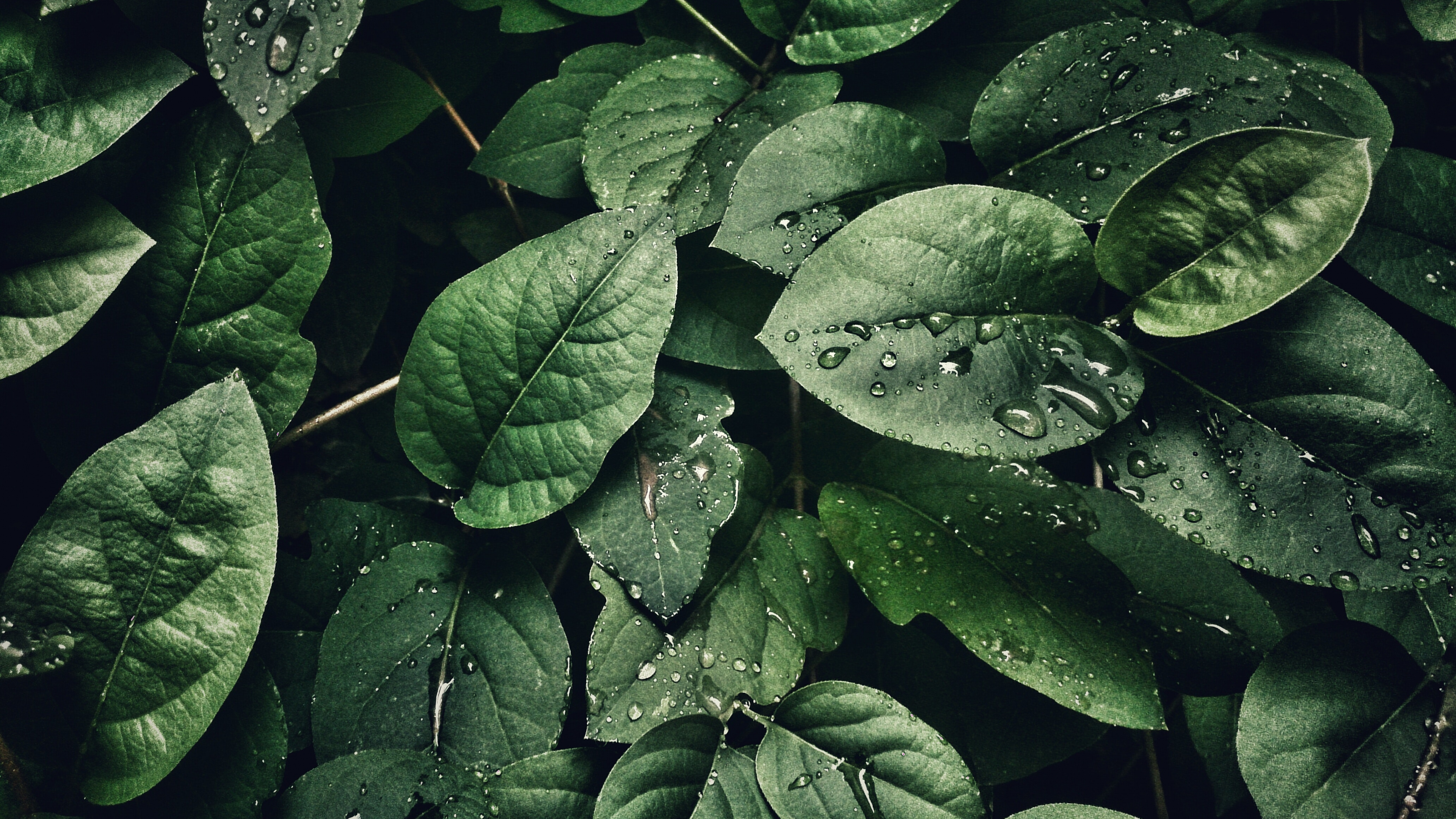 Leaf, Shallow Focus, Plant, Terrestrial Plant, Groundcover. Wallpaper in 3840x2160 Resolution