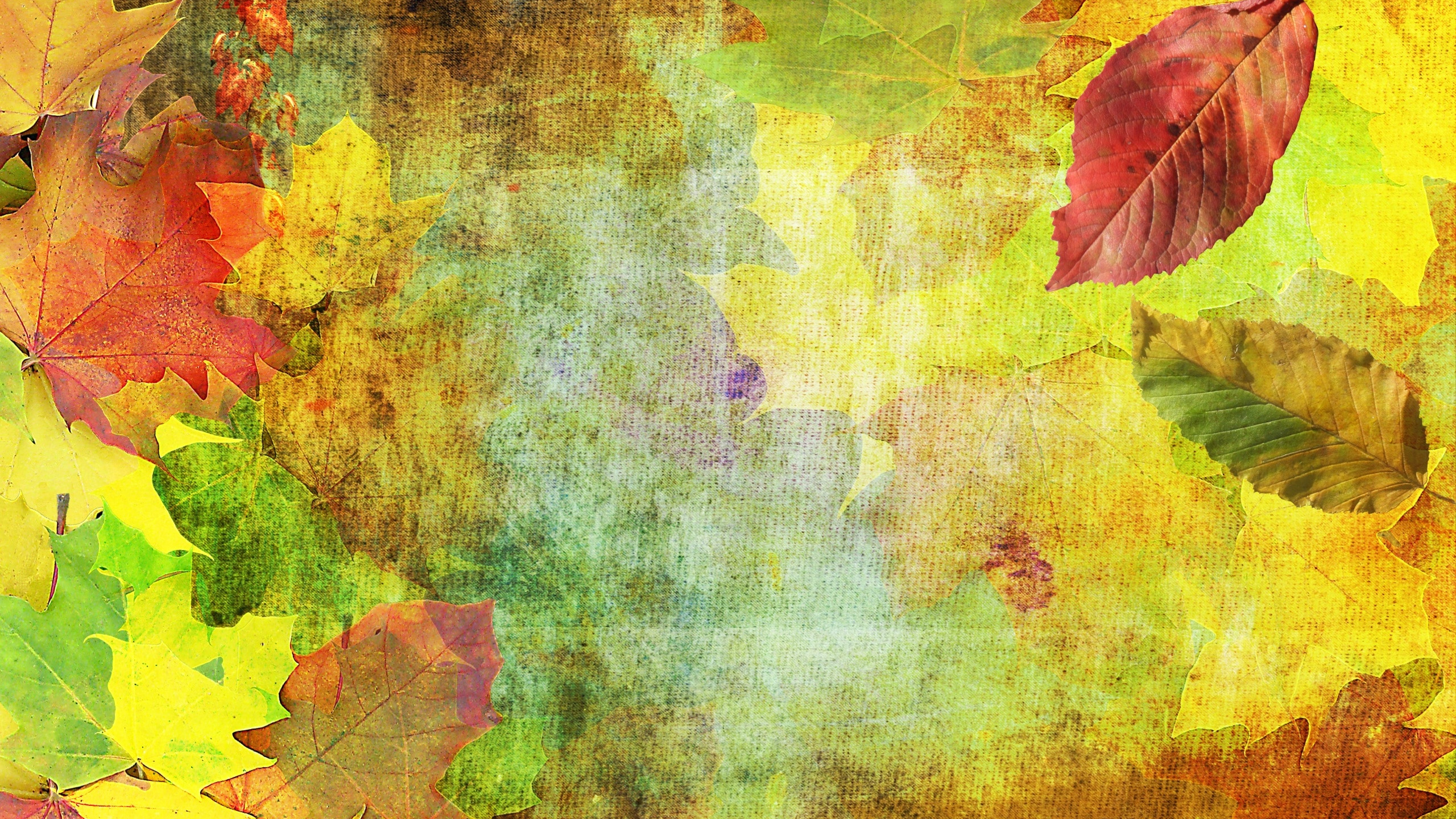 Green and Yellow Maple Leaf. Wallpaper in 2560x1440 Resolution