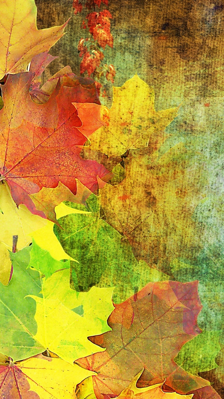 Feuille D'érable Verte et Jaune. Wallpaper in 720x1280 Resolution