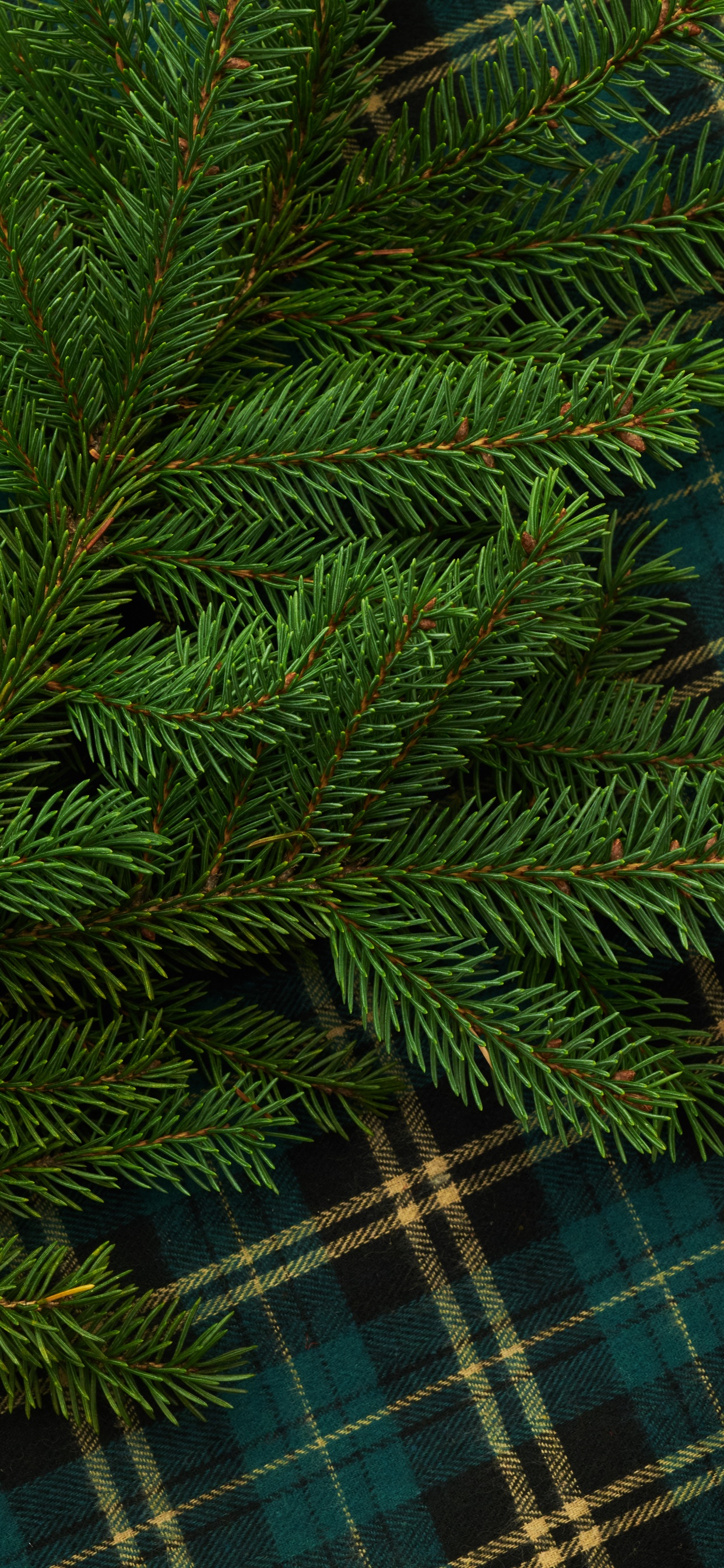 Pino Verde Sobre Tela Escocesa Azul y Blanca. Wallpaper in 1242x2688 Resolution