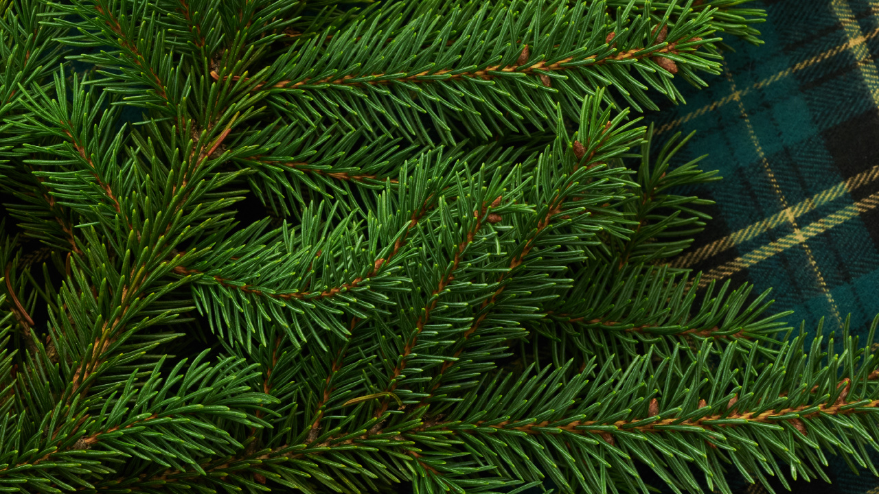 Pino Verde Sobre Tela Escocesa Azul y Blanca. Wallpaper in 1280x720 Resolution