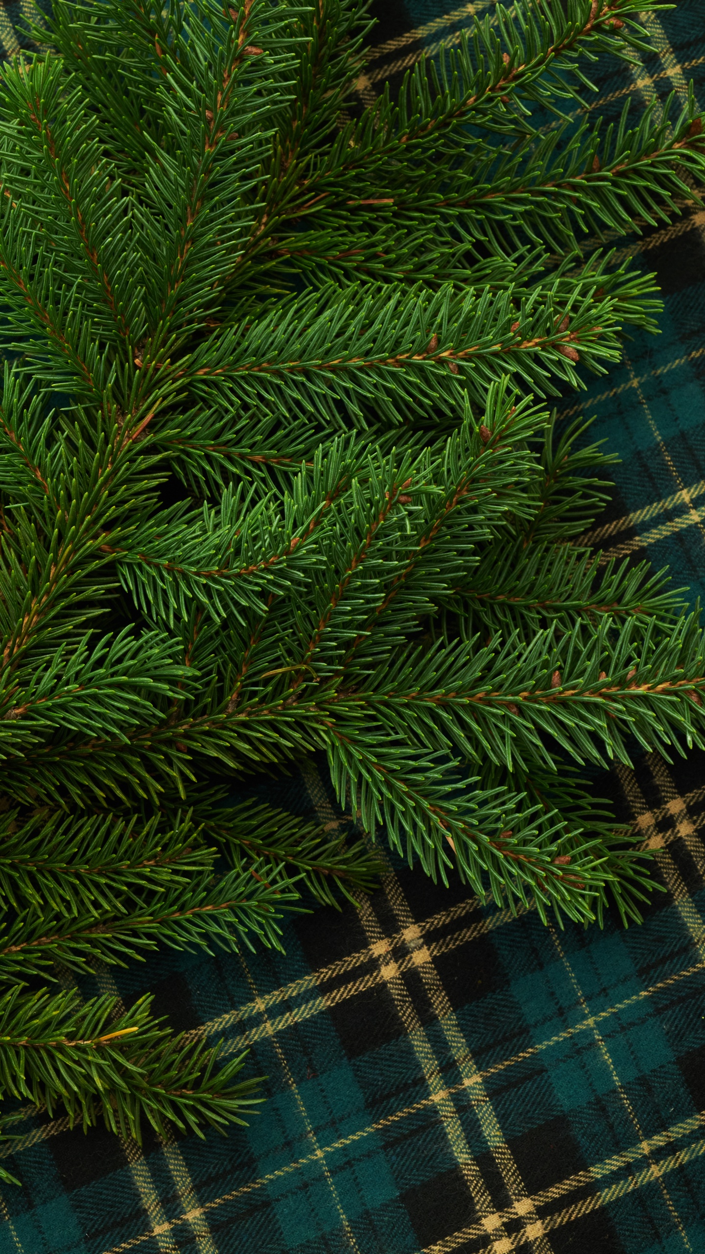 Pino Verde Sobre Tela Escocesa Azul y Blanca. Wallpaper in 1440x2560 Resolution