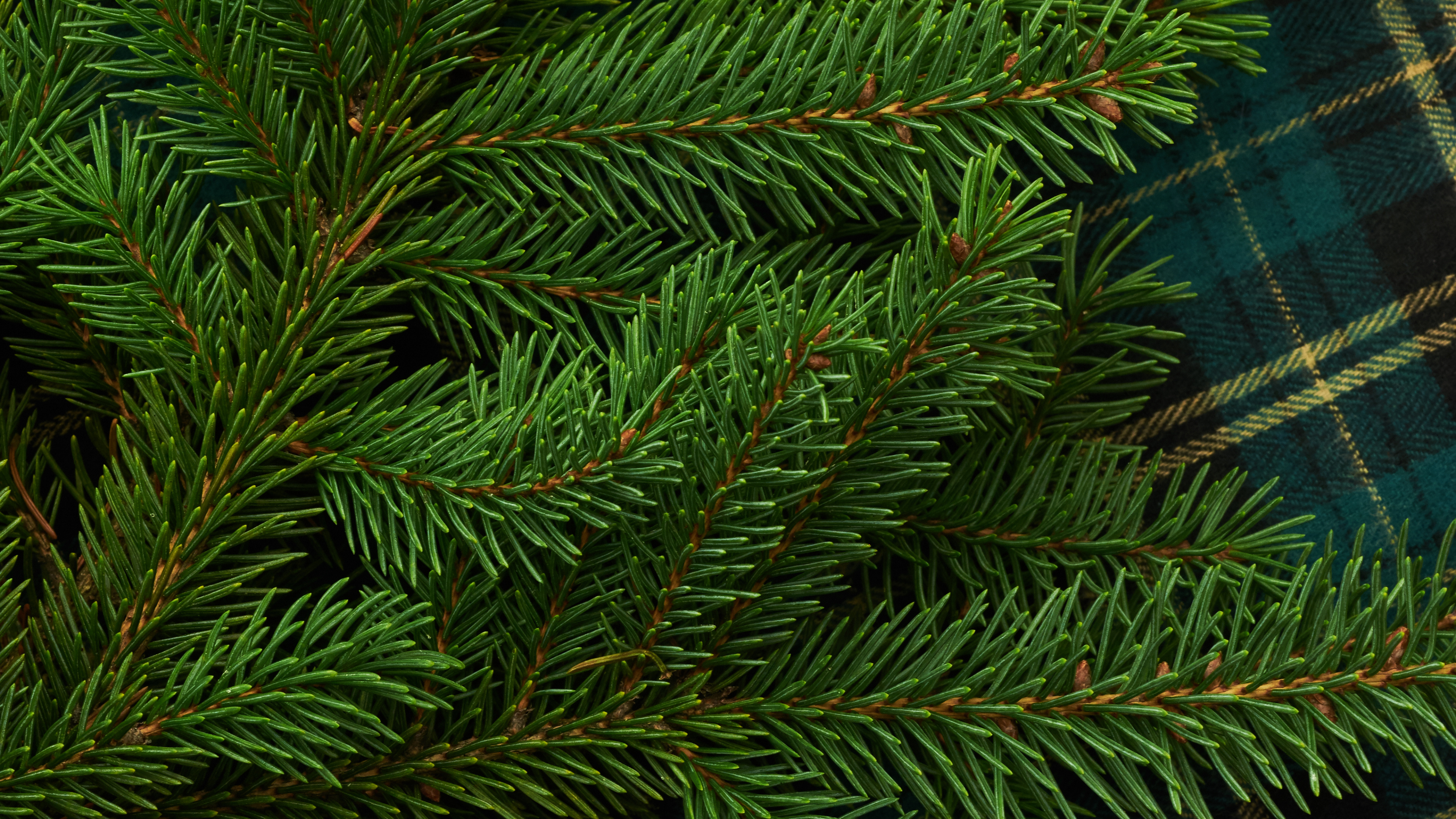Pino Verde Sobre Tela Escocesa Azul y Blanca. Wallpaper in 3840x2160 Resolution