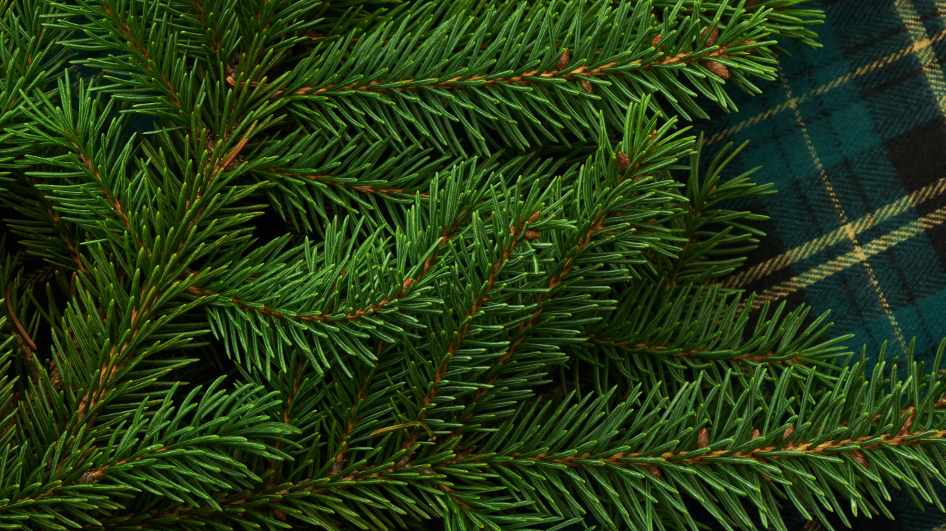 Grüne Kiefer Auf Blau-weiß Kariertem Textil. Wallpaper in 1366x768 Resolution