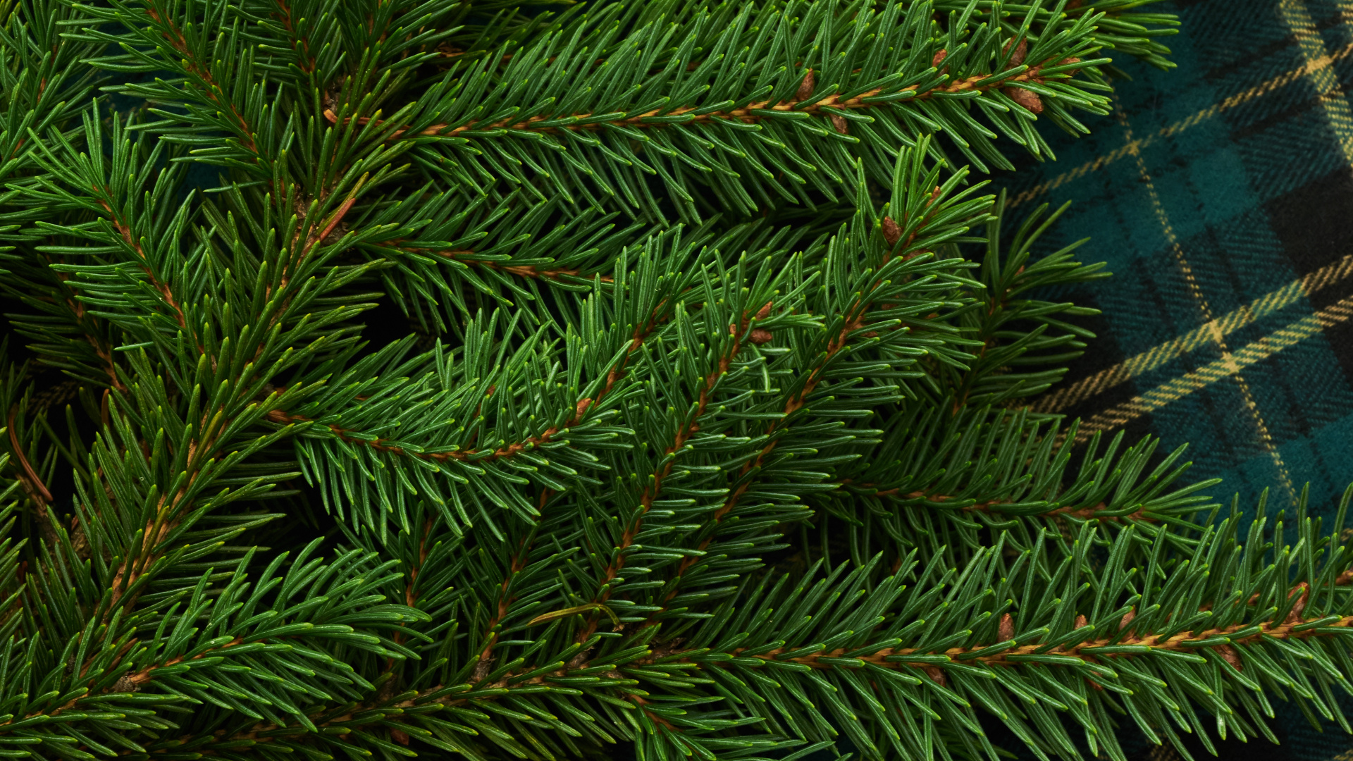 Grüne Kiefer Auf Blau-weiß Kariertem Textil. Wallpaper in 1920x1080 Resolution