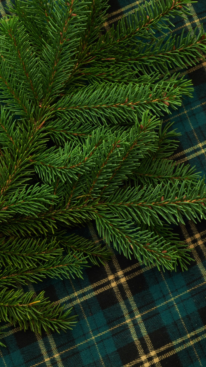 Grüne Kiefer Auf Blau-weiß Kariertem Textil. Wallpaper in 720x1280 Resolution