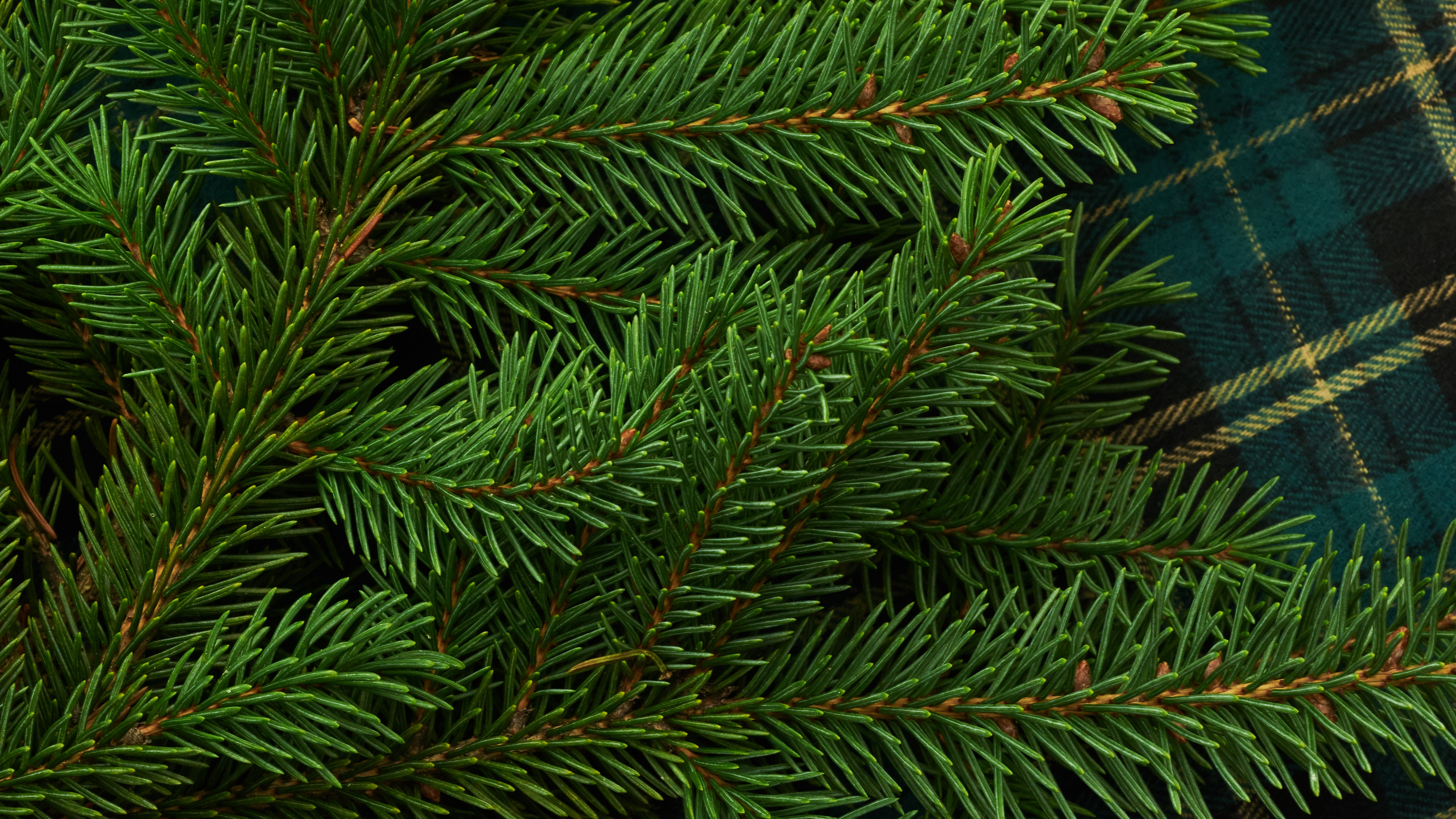 Pin Vert Sur Textile à Carreaux Bleu et Blanc. Wallpaper in 2560x1440 Resolution