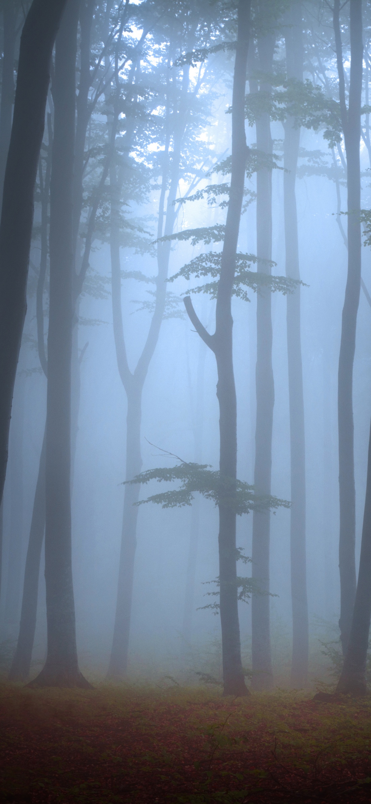 Arbres Bruns Sur Terrain D'herbe Verte Pendant la Journée. Wallpaper in 1242x2688 Resolution