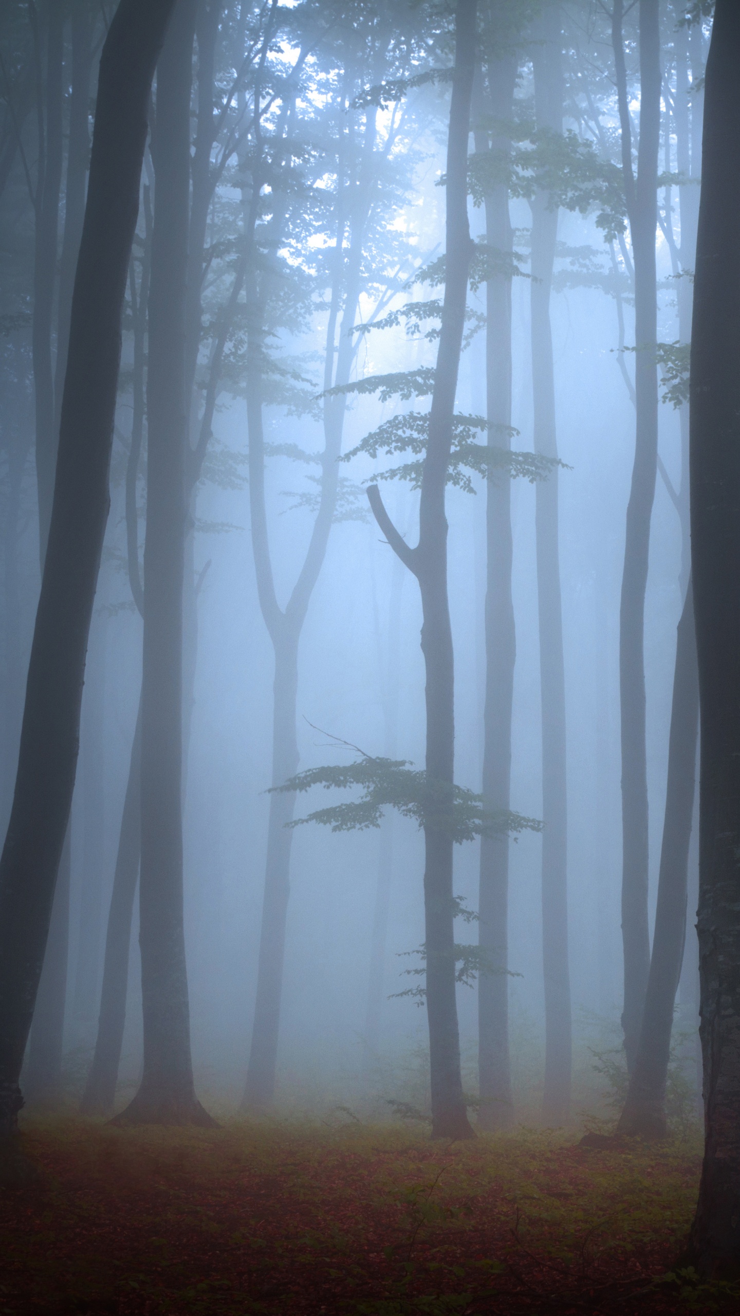 Arbres Bruns Sur Terrain D'herbe Verte Pendant la Journée. Wallpaper in 1440x2560 Resolution
