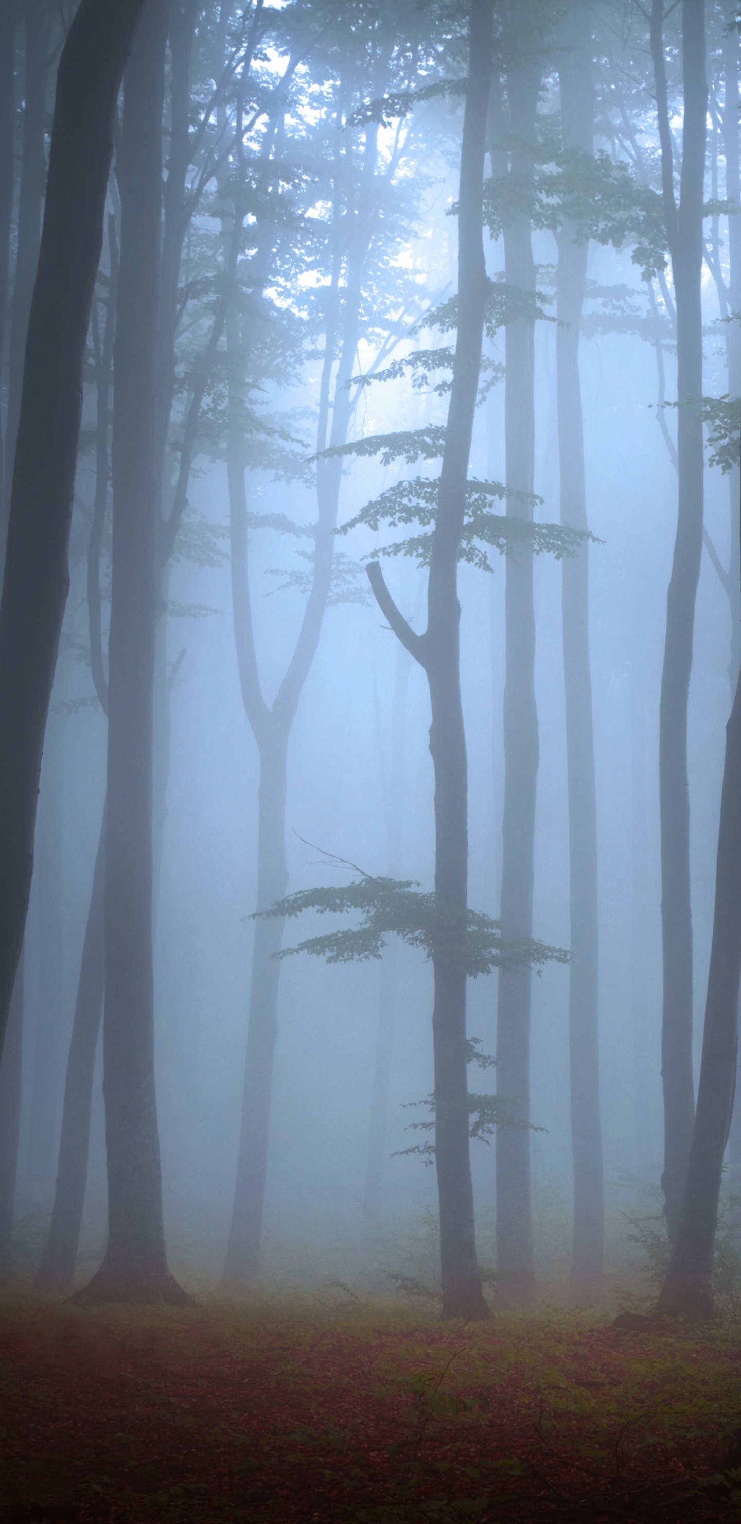 Brown Trees on Green Grass Field During Daytime. Wallpaper in 1440x2960 Resolution