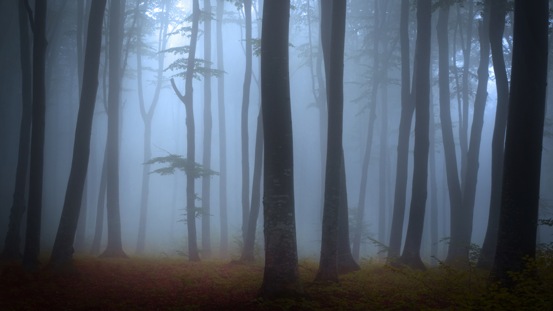 Brown Trees on Green Grass Field During Daytime. Wallpaper in 1920x1080 Resolution