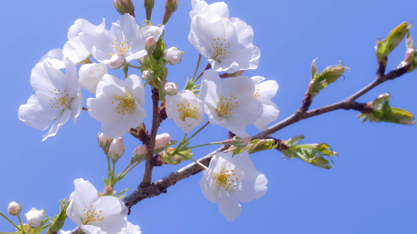 Fleur de Cerisier Blanc en Fleurs Pendant la Journée. Wallpaper in 1366x768 Resolution