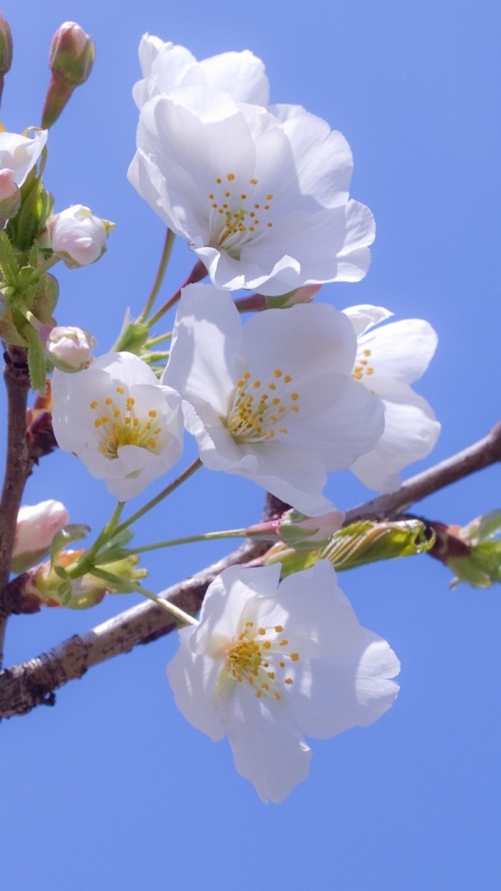 White Cherry Blossom in Bloom During Daytime. Wallpaper in 720x1280 Resolution