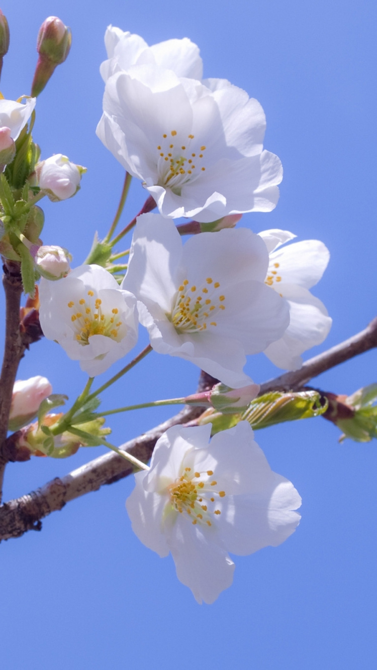 White Cherry Blossom in Bloom During Daytime. Wallpaper in 750x1334 Resolution