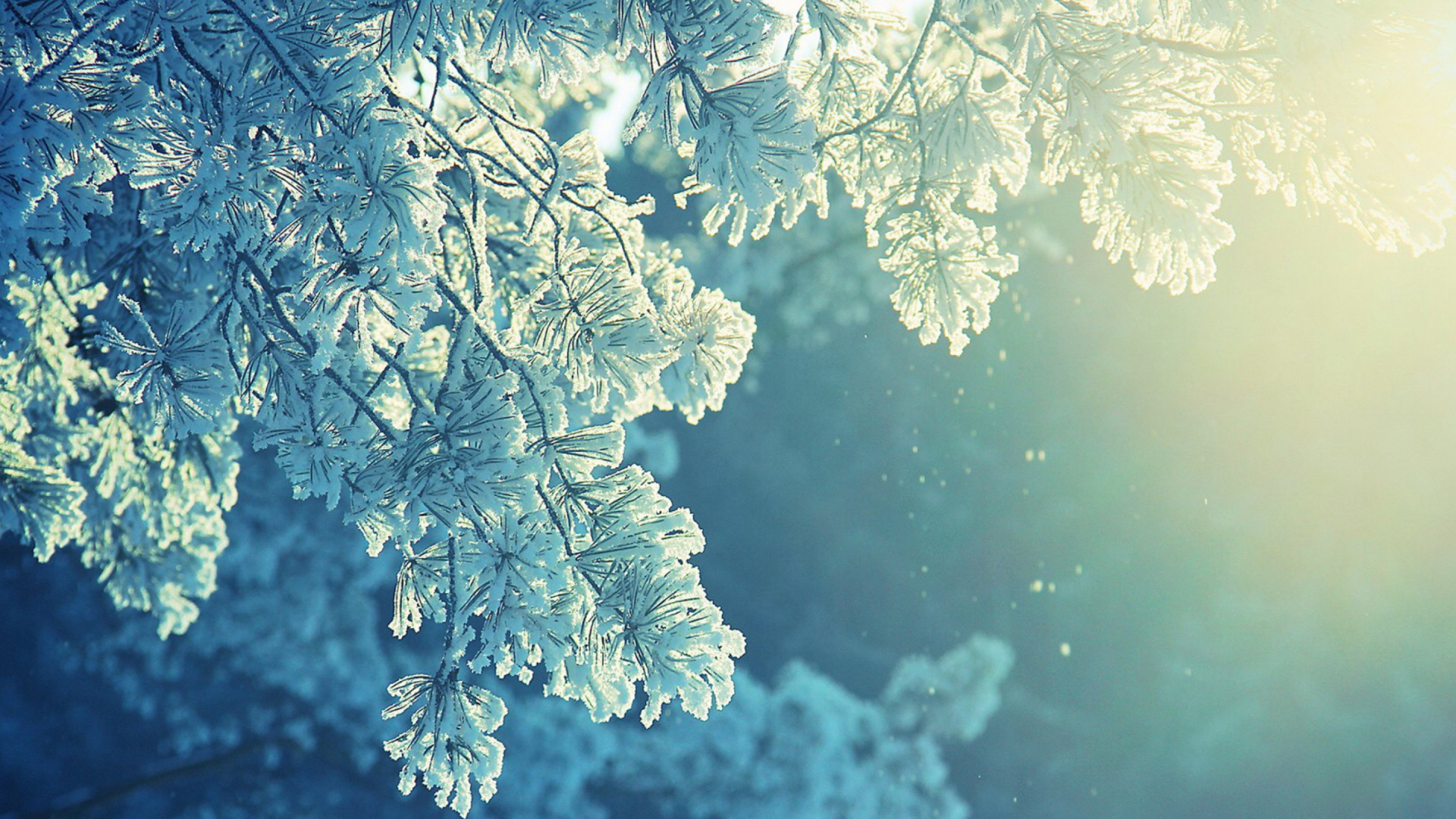 White Leaf Tree During Daytime. Wallpaper in 1920x1080 Resolution