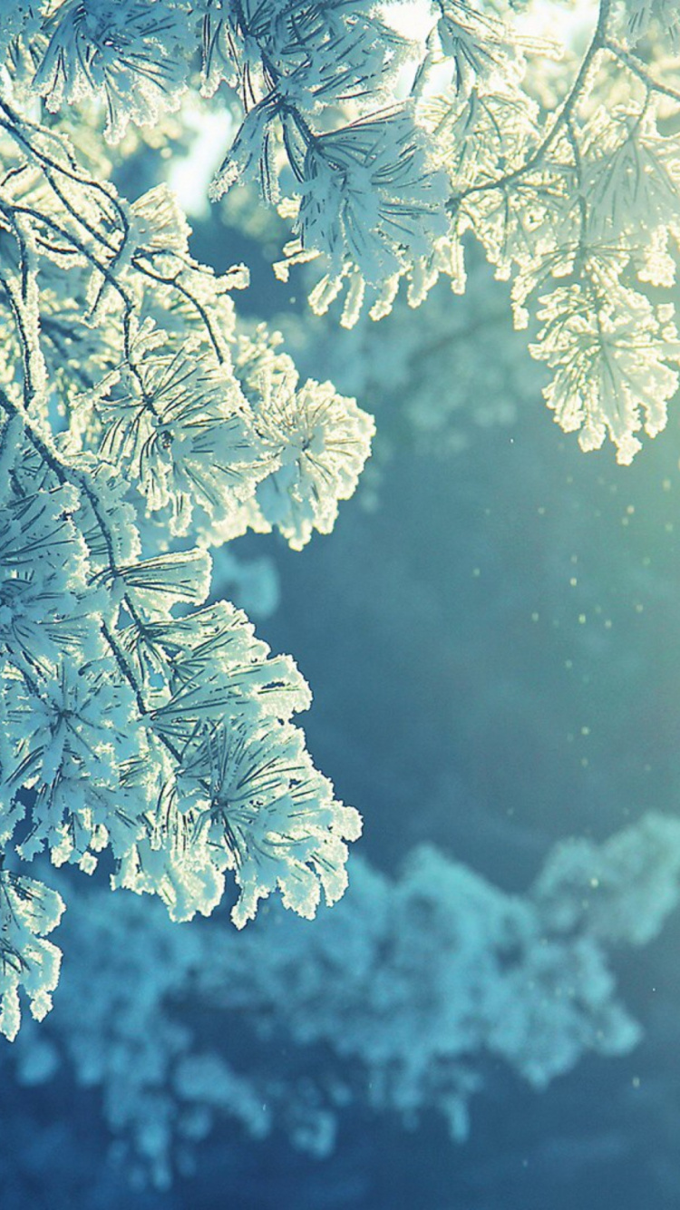 White Leaf Tree During Daytime. Wallpaper in 750x1334 Resolution