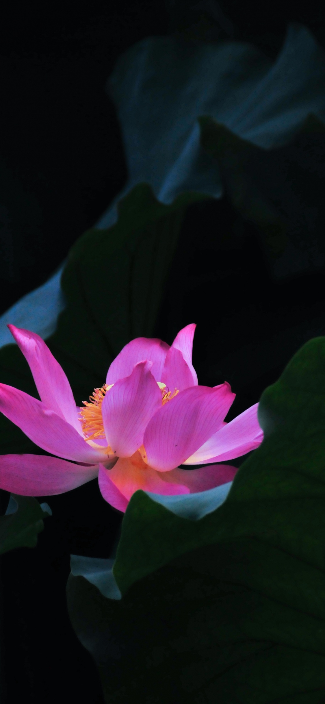 Pink Lotus Flower in Bloom. Wallpaper in 1125x2436 Resolution