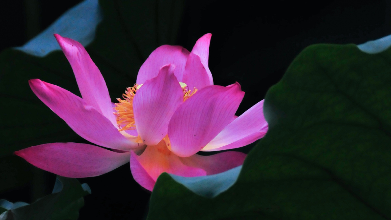 Pink Lotus Flower in Bloom. Wallpaper in 1280x720 Resolution
