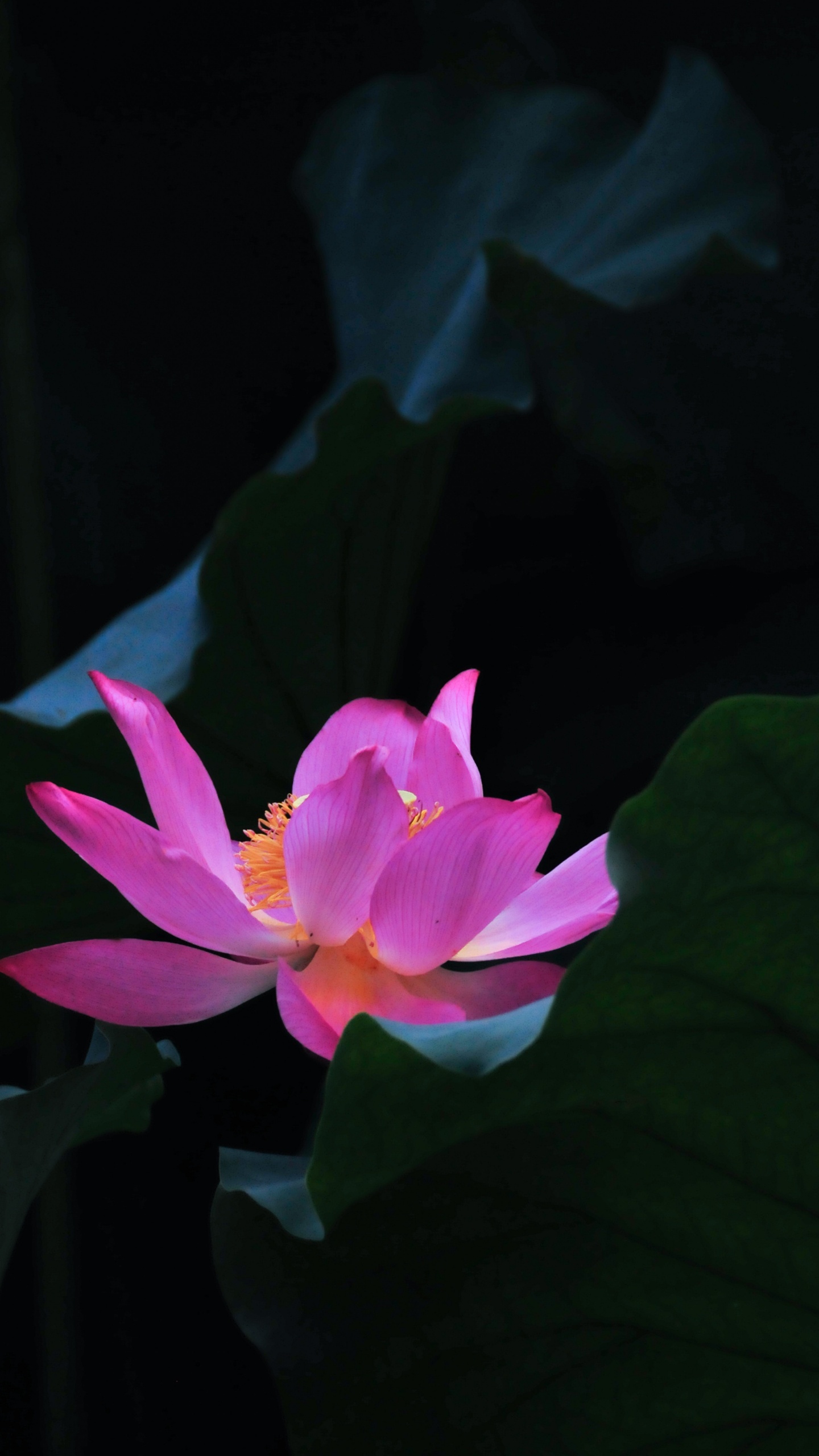 Pink Lotus Flower in Bloom. Wallpaper in 1440x2560 Resolution