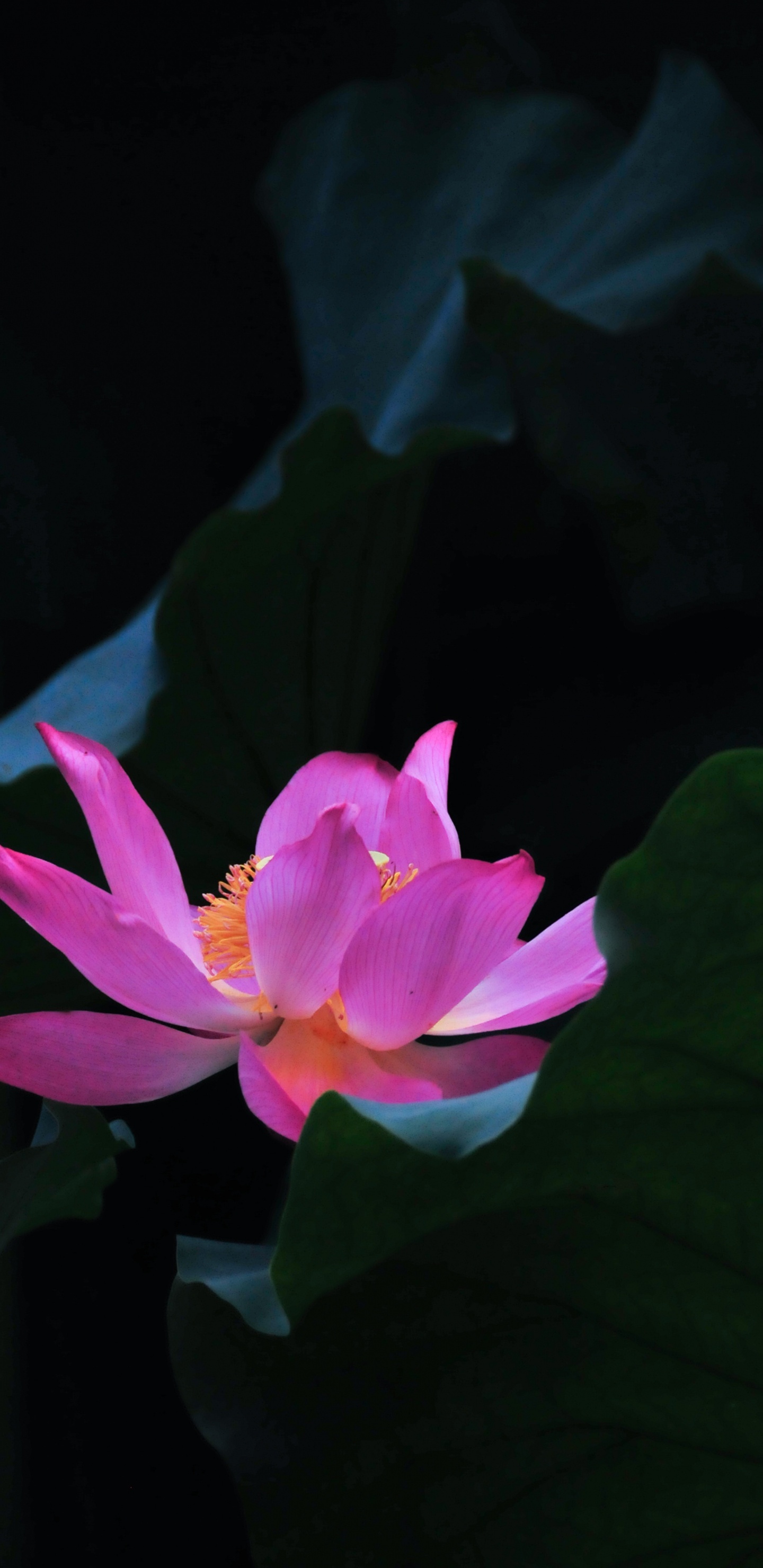 Pink Lotus Flower in Bloom. Wallpaper in 1440x2960 Resolution