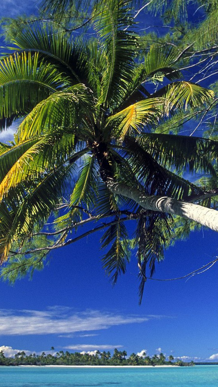 Green Palm Tree Near Sea During Daytime. Wallpaper in 750x1334 Resolution