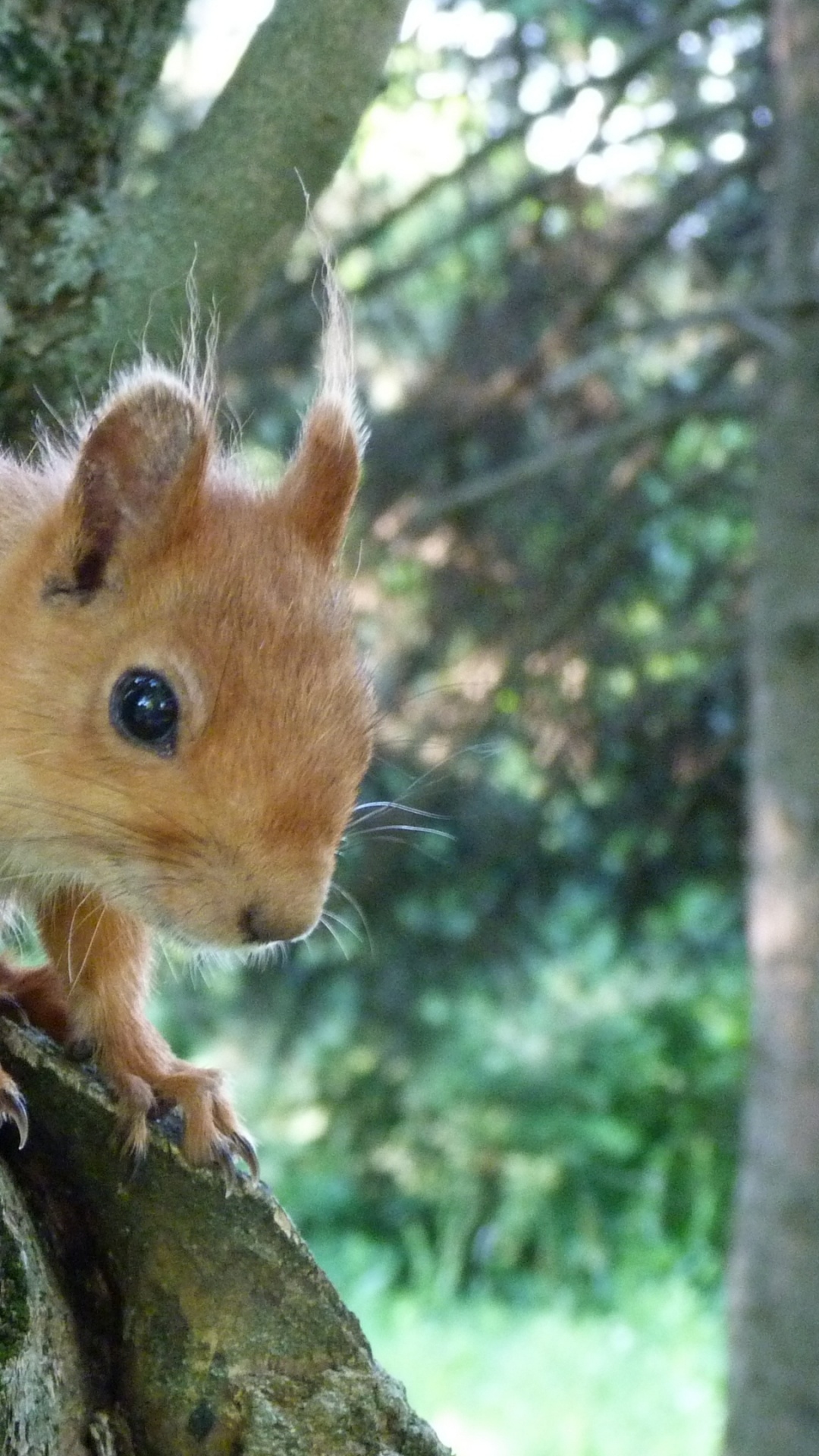 Brown Squirrel on Brown Tree Trunk During Daytime. Wallpaper in 1080x1920 Resolution