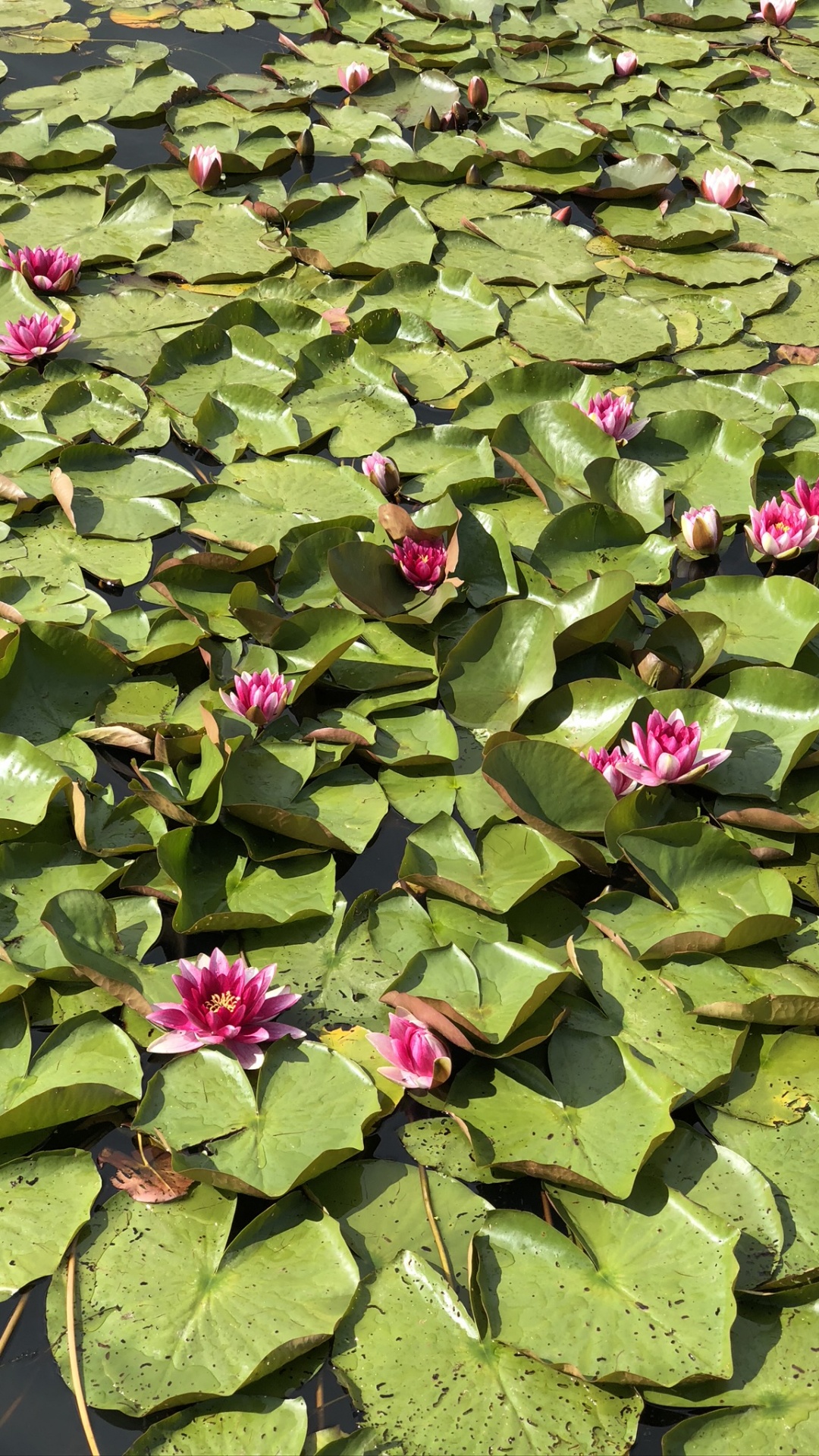 Végétation, Eau, Green, Feuille, Pink. Wallpaper in 1080x1920 Resolution