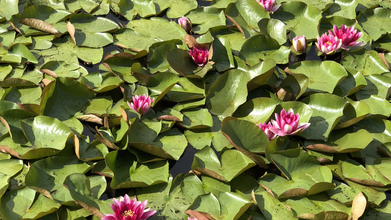 Vegetation, Wasser, Gr, Blatt, Pink. Wallpaper in 1366x768 Resolution
