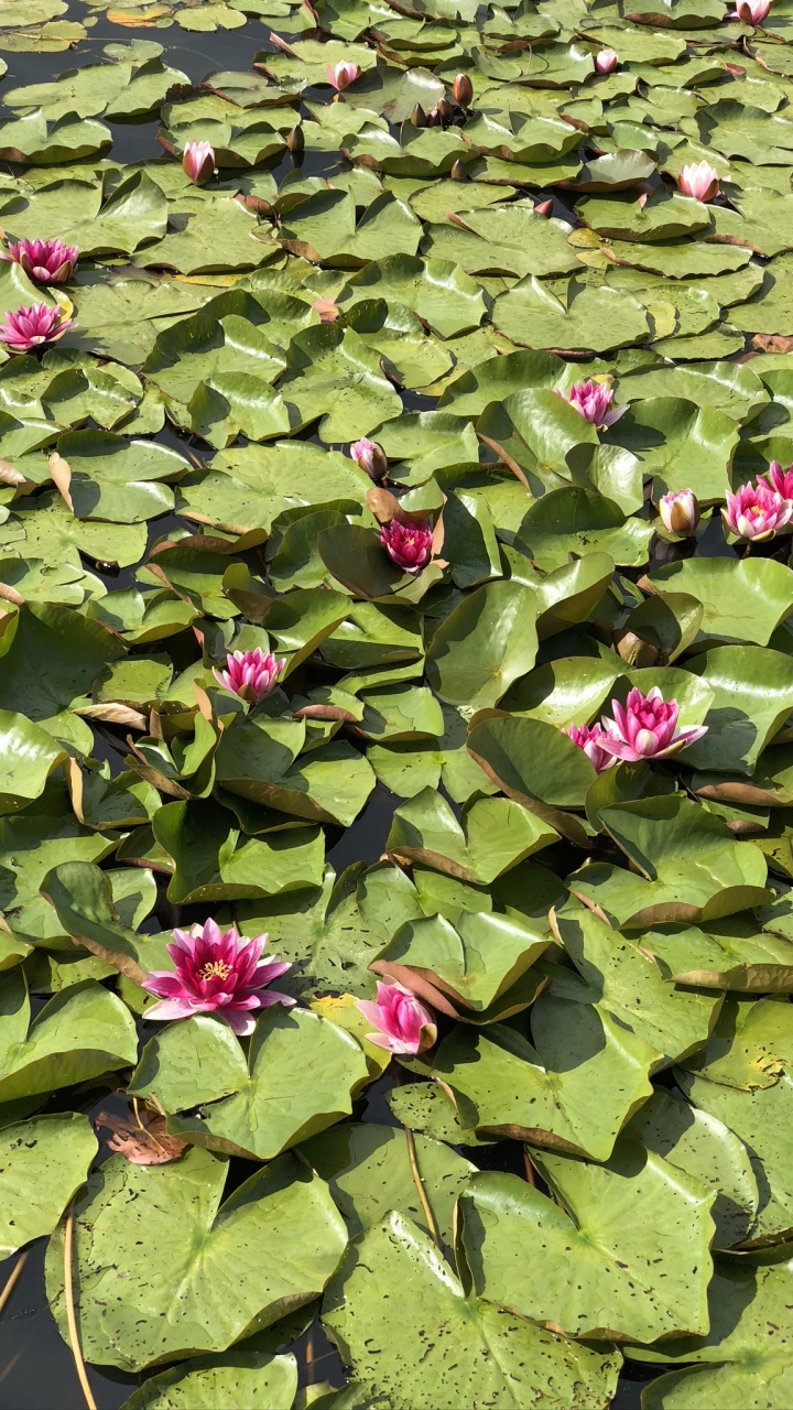Vegetation, Wasser, Gr, Blatt, Pink. Wallpaper in 720x1280 Resolution