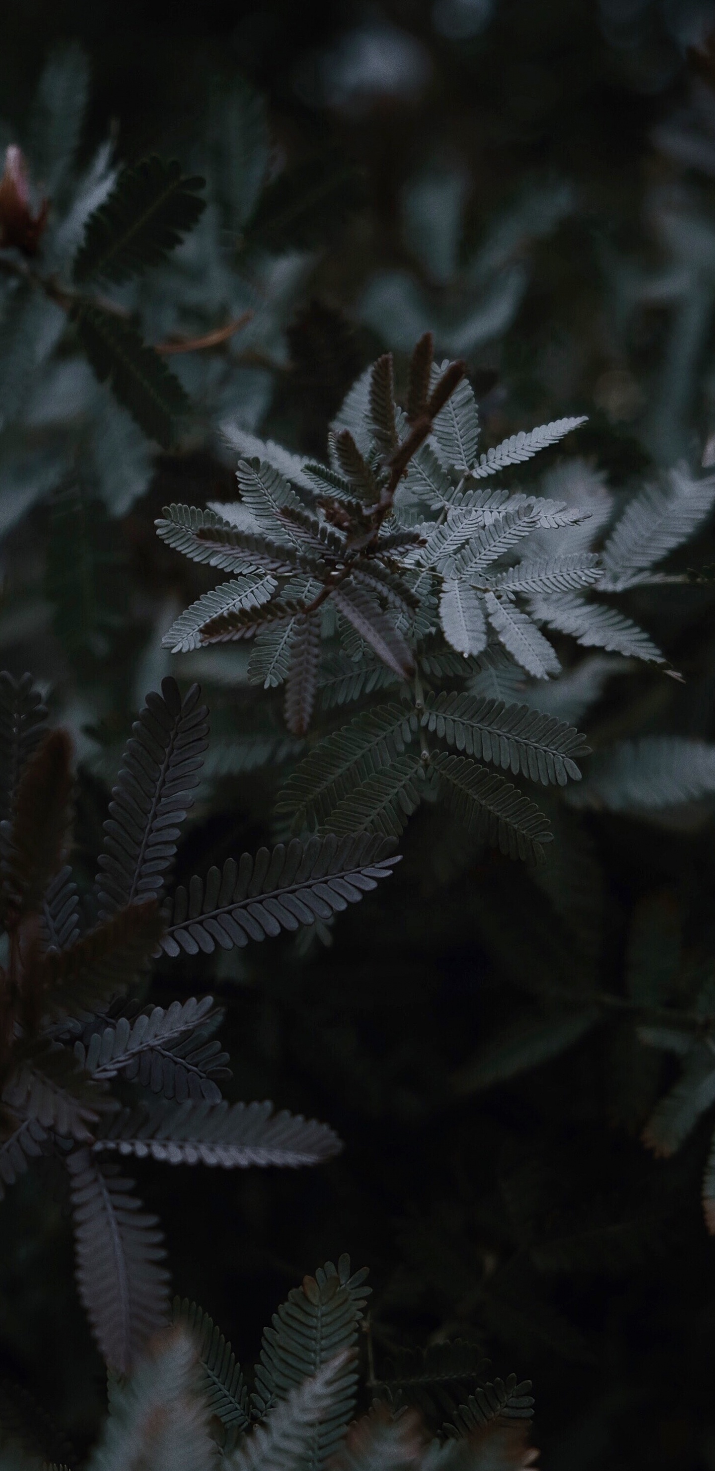 Frost, Blatt, Botanik, Subshrub, Baum. Wallpaper in 1440x2960 Resolution