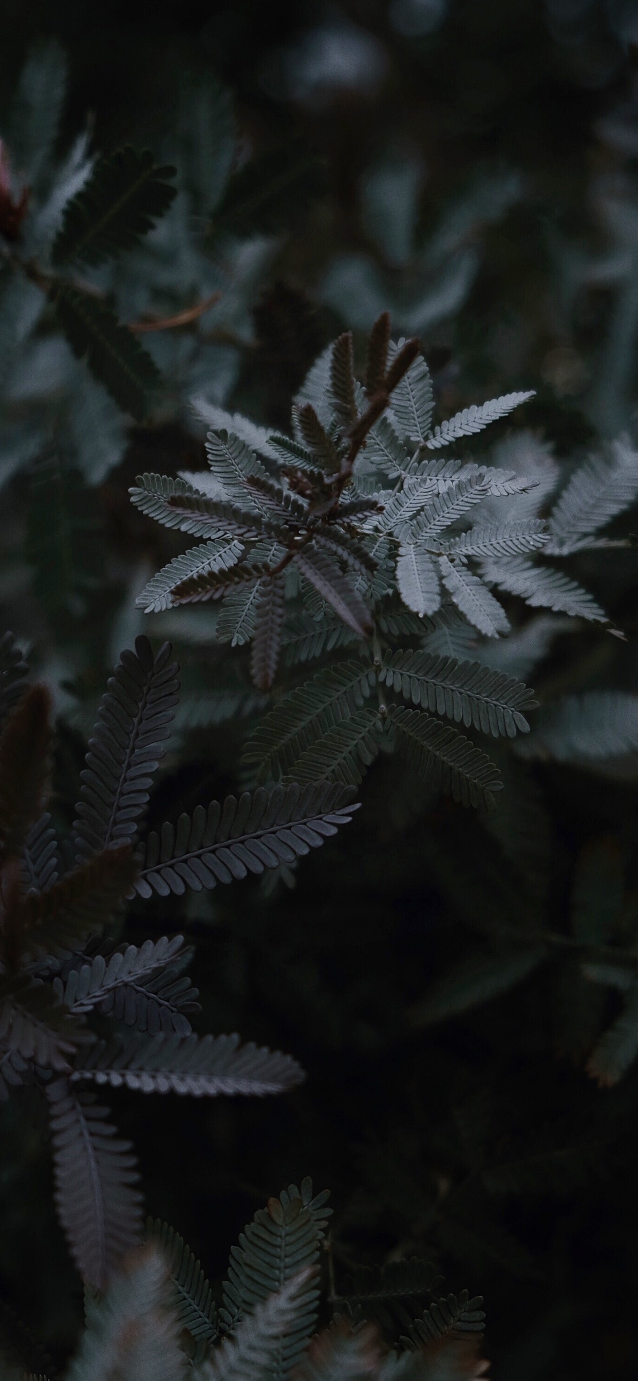 Gel, Feuille, Botanique, Sous-arbrisseau, Obscurité. Wallpaper in 1242x2688 Resolution