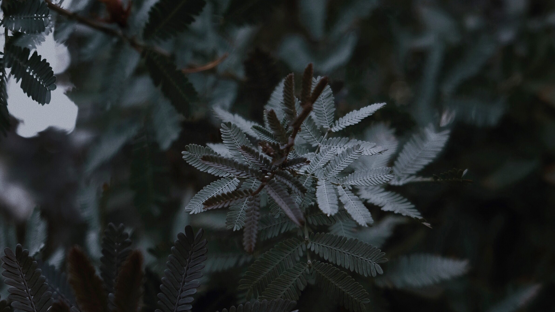 Gel, Feuille, Botanique, Sous-arbrisseau, Obscurité. Wallpaper in 1920x1080 Resolution