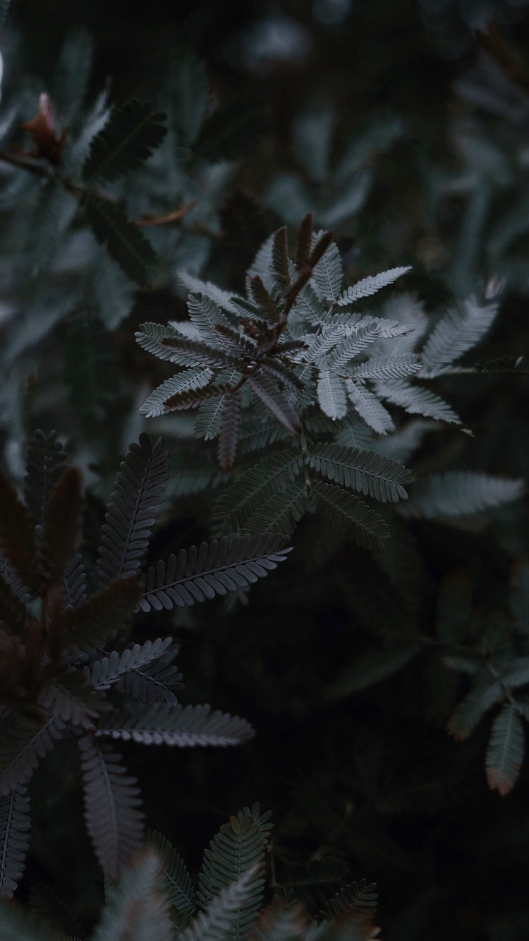 Gel, Feuille, Botanique, Sous-arbrisseau, Obscurité. Wallpaper in 750x1334 Resolution