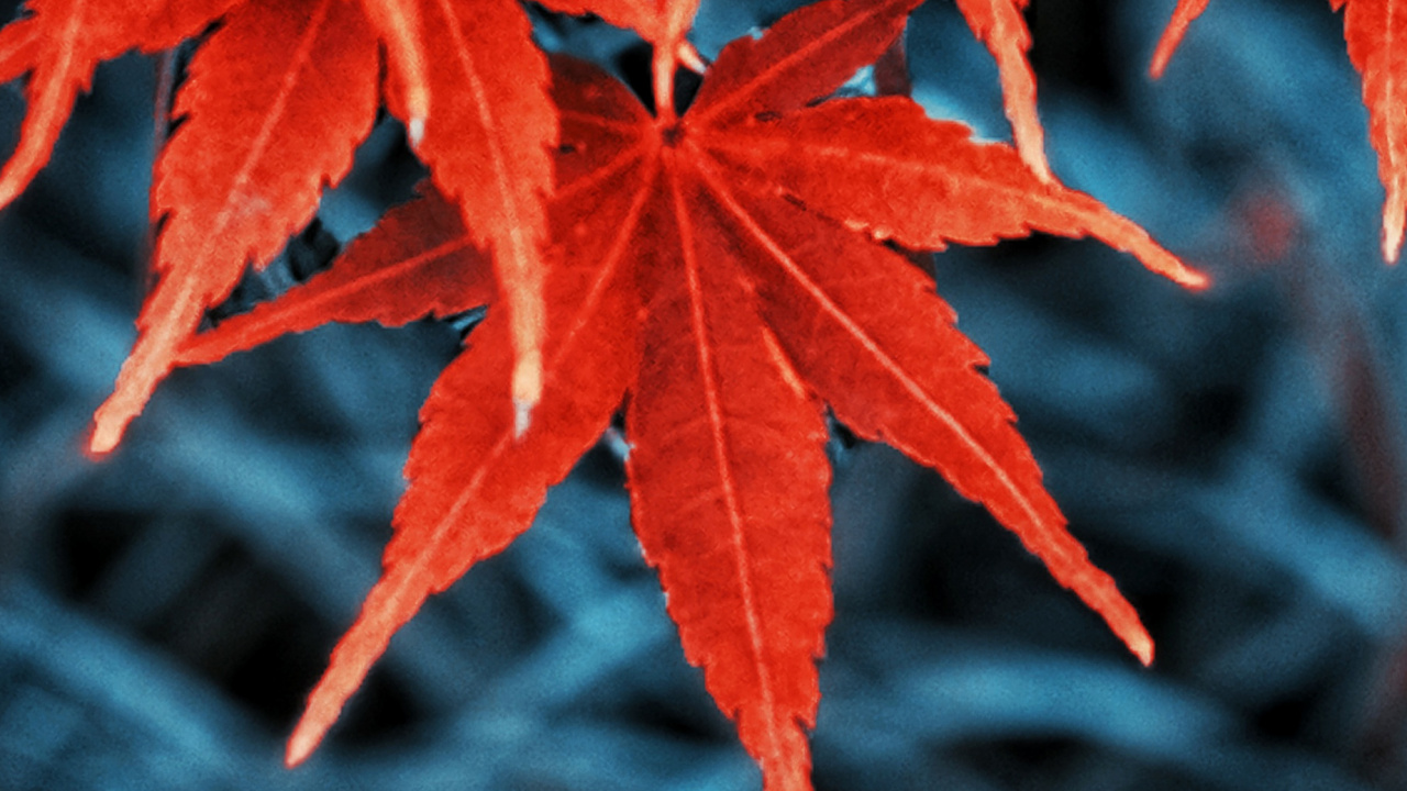 Herbst, Blatt, Herbst-Blatt, Farbe, Baum, Botanik. Wallpaper in 1280x720 Resolution