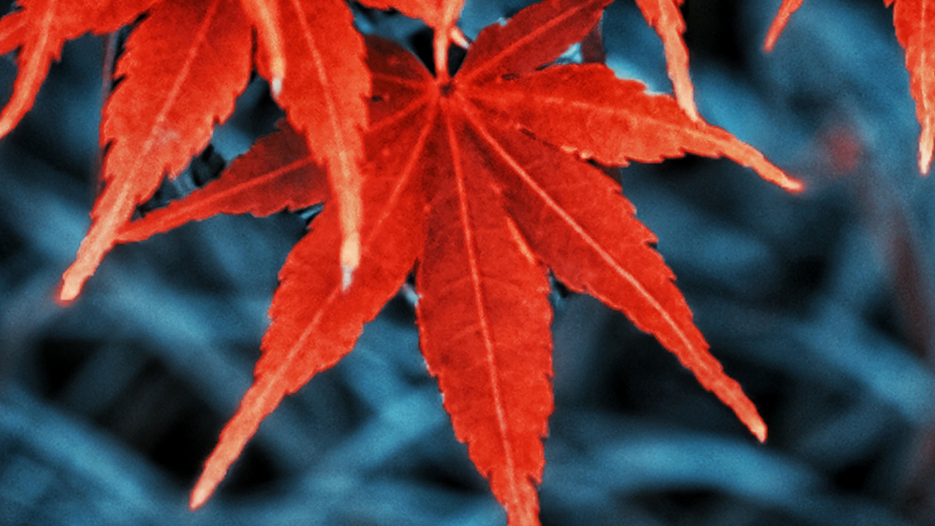 Herbst, Blatt, Herbst-Blatt, Farbe, Baum, Botanik. Wallpaper in 1366x768 Resolution