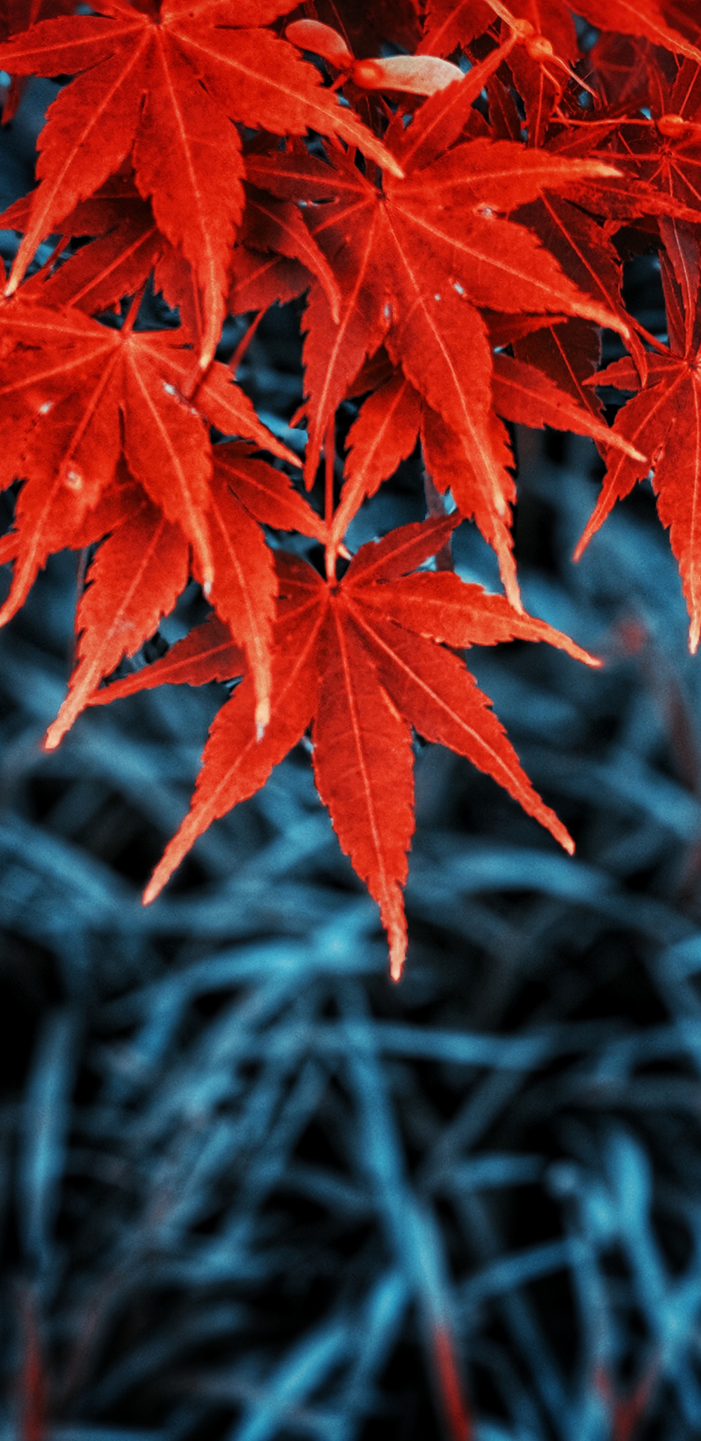Herbst, Blatt, Herbst-Blatt, Farbe, Baum, Botanik. Wallpaper in 1440x2960 Resolution