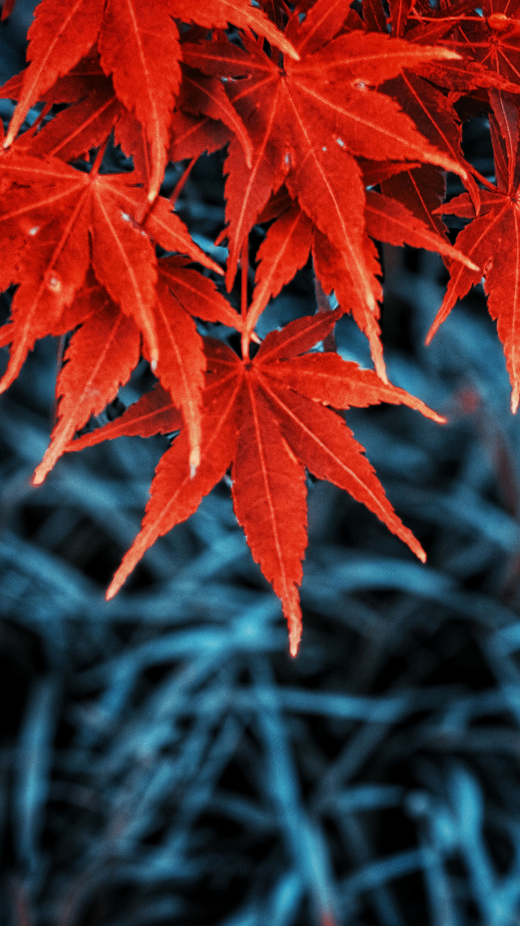 Herbst, Blatt, Herbst-Blatt, Farbe, Baum, Botanik. Wallpaper in 750x1334 Resolution