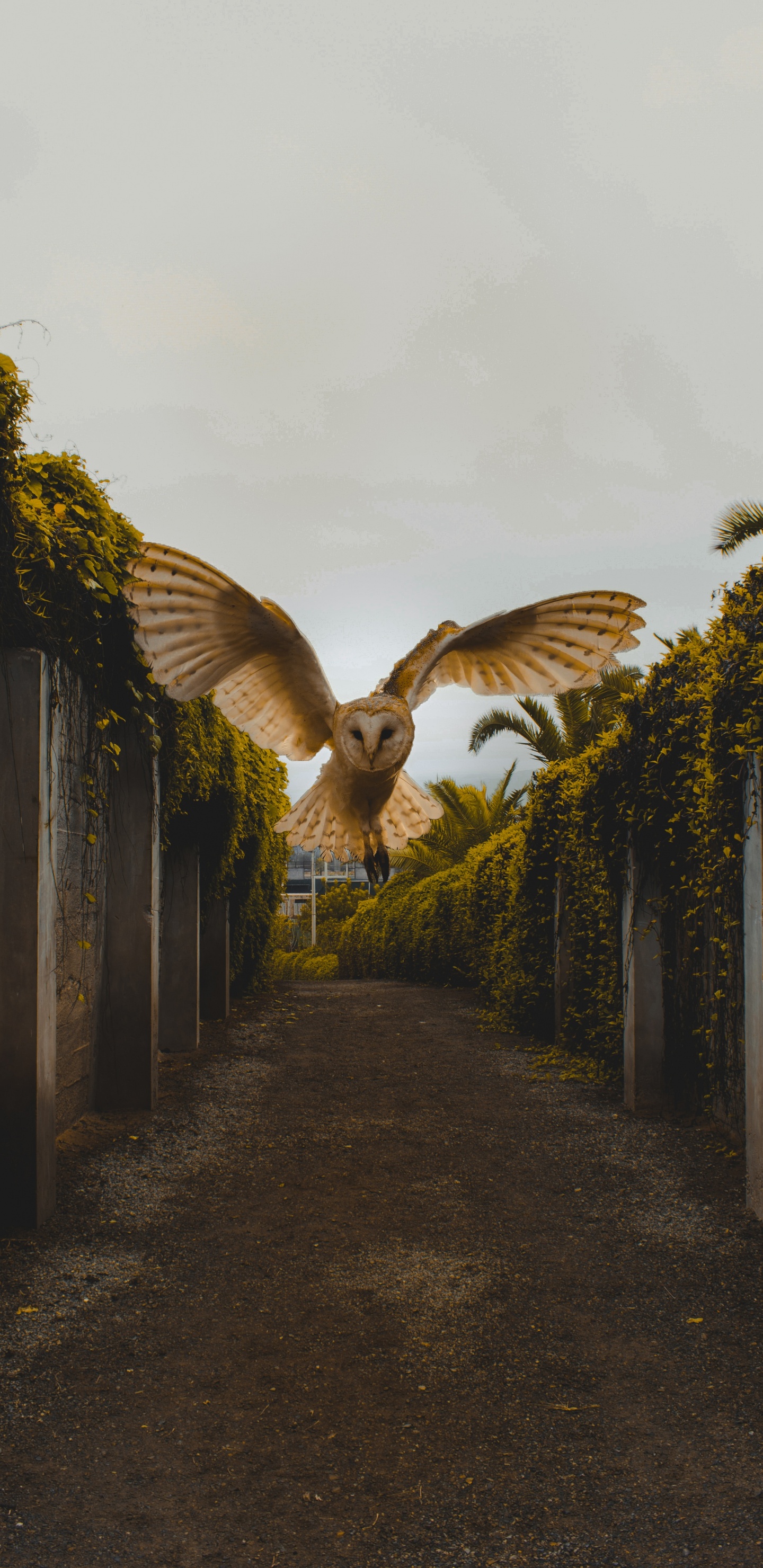 Brown and White Bird Flying Over Green Plants. Wallpaper in 1440x2960 Resolution