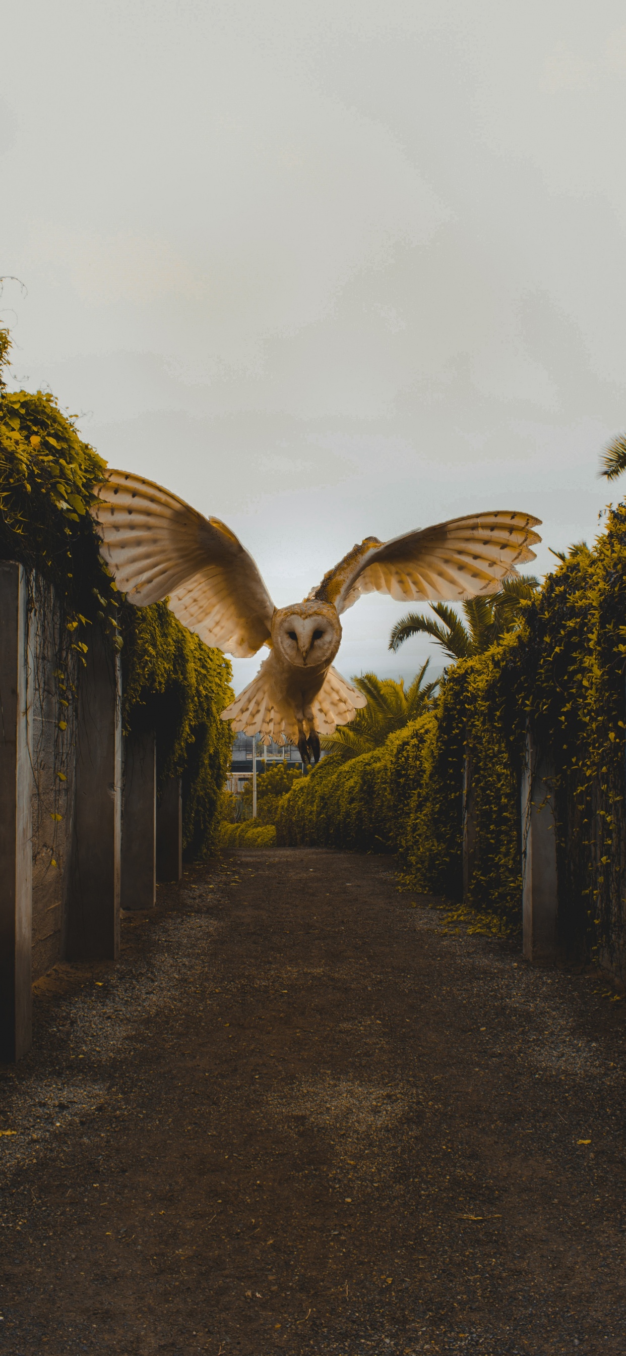 Pájaro Marrón y Blanco Volando Sobre Plantas Verdes. Wallpaper in 1242x2688 Resolution