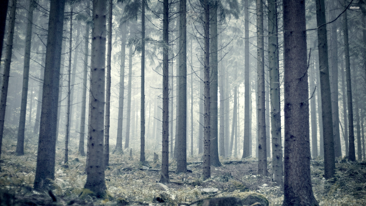 Brauner Baumstamm im Wald Tagsüber. Wallpaper in 1280x720 Resolution