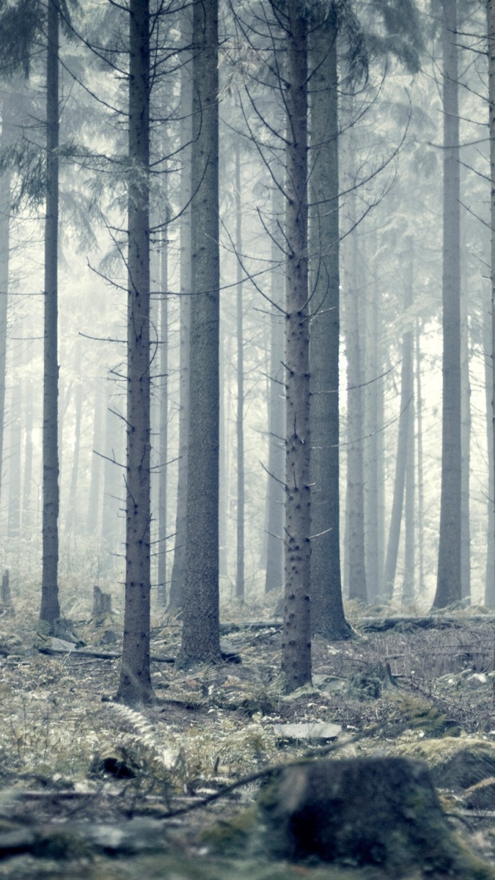 Brauner Baumstamm im Wald Tagsüber. Wallpaper in 720x1280 Resolution