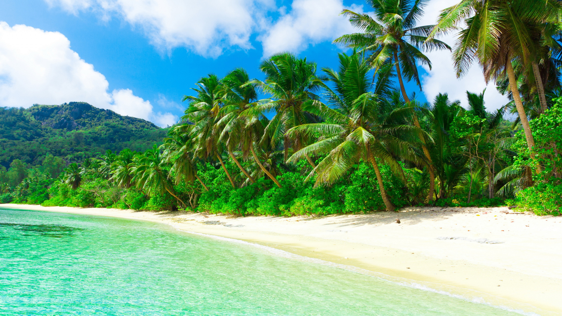 Green Palm Trees on White Sand Beach During Daytime. Wallpaper in 1920x1080 Resolution