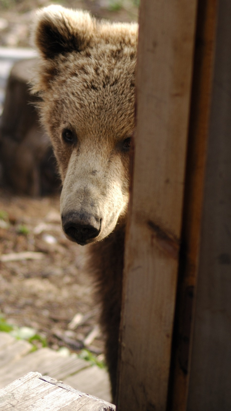 Braunbär Auf Braunem Holzzaun Tagsüber. Wallpaper in 750x1334 Resolution