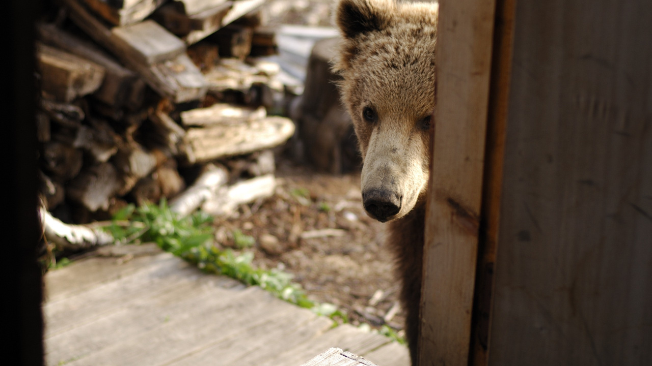 Brown Bear on Brown Wooden Fence During Daytime. Wallpaper in 1280x720 Resolution