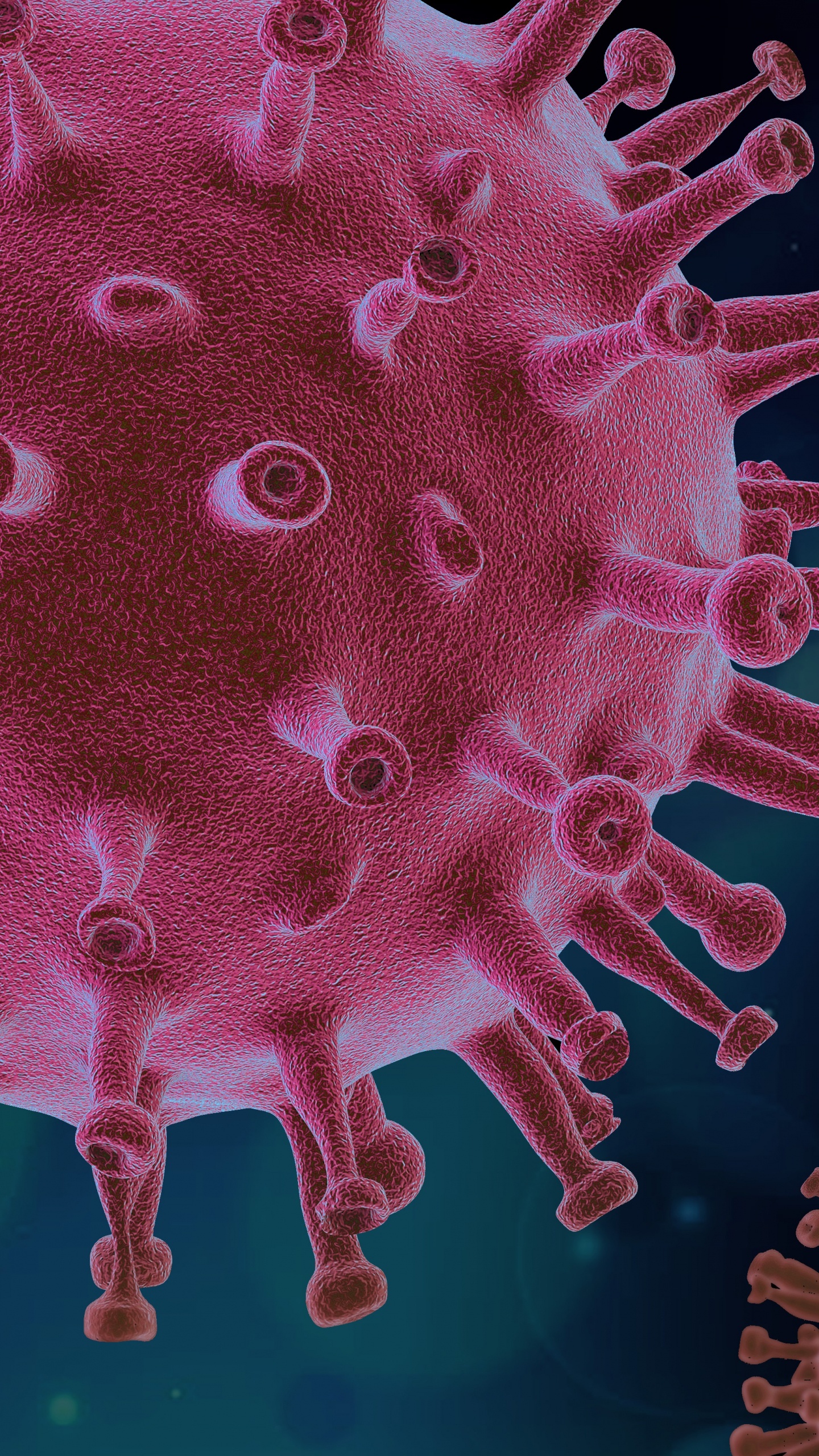 Virus, Coronavirus, COVID-19, Covid 19 Form, Patient. Wallpaper in 1440x2560 Resolution