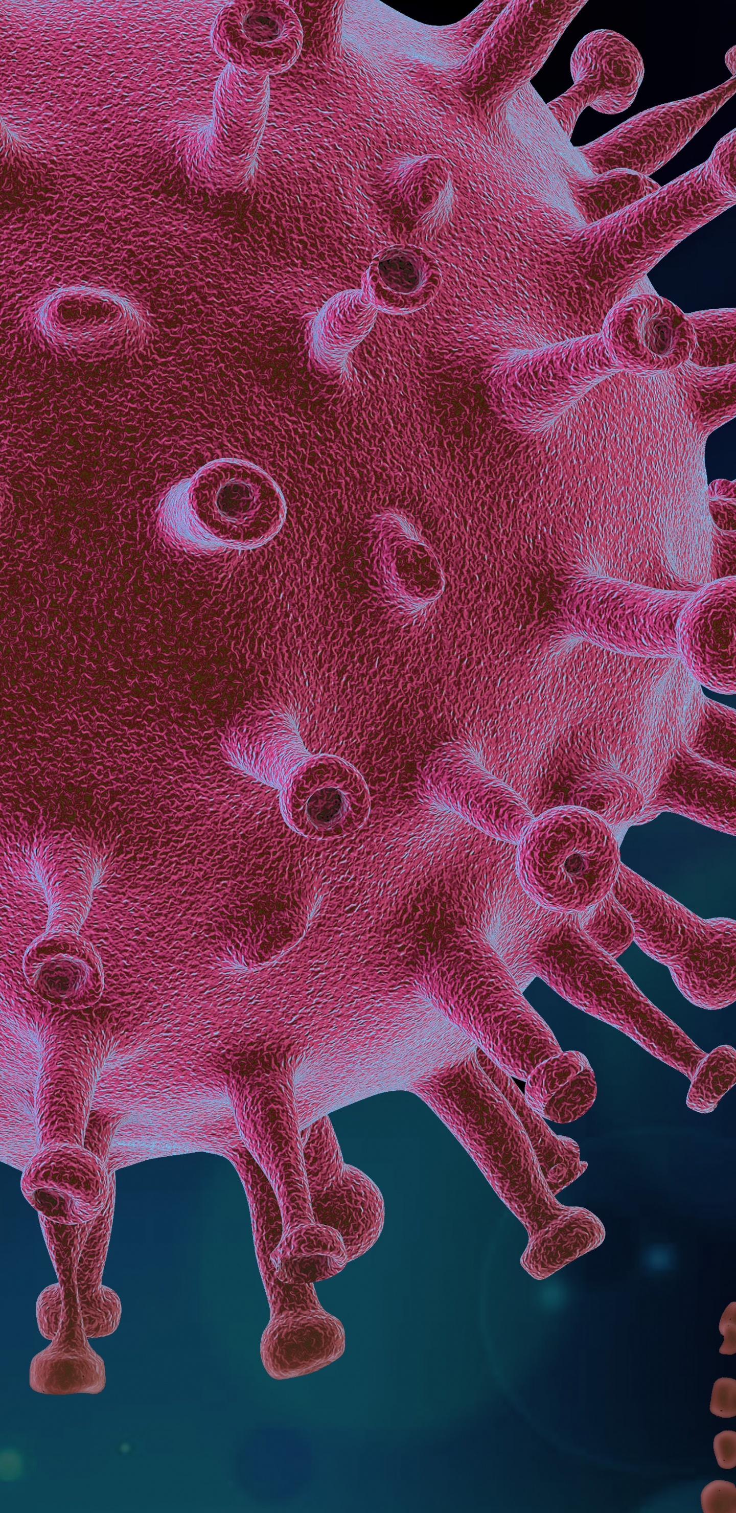 Virus, Coronavirus, COVID-19, Covid 19 Form, Patient. Wallpaper in 1440x2960 Resolution