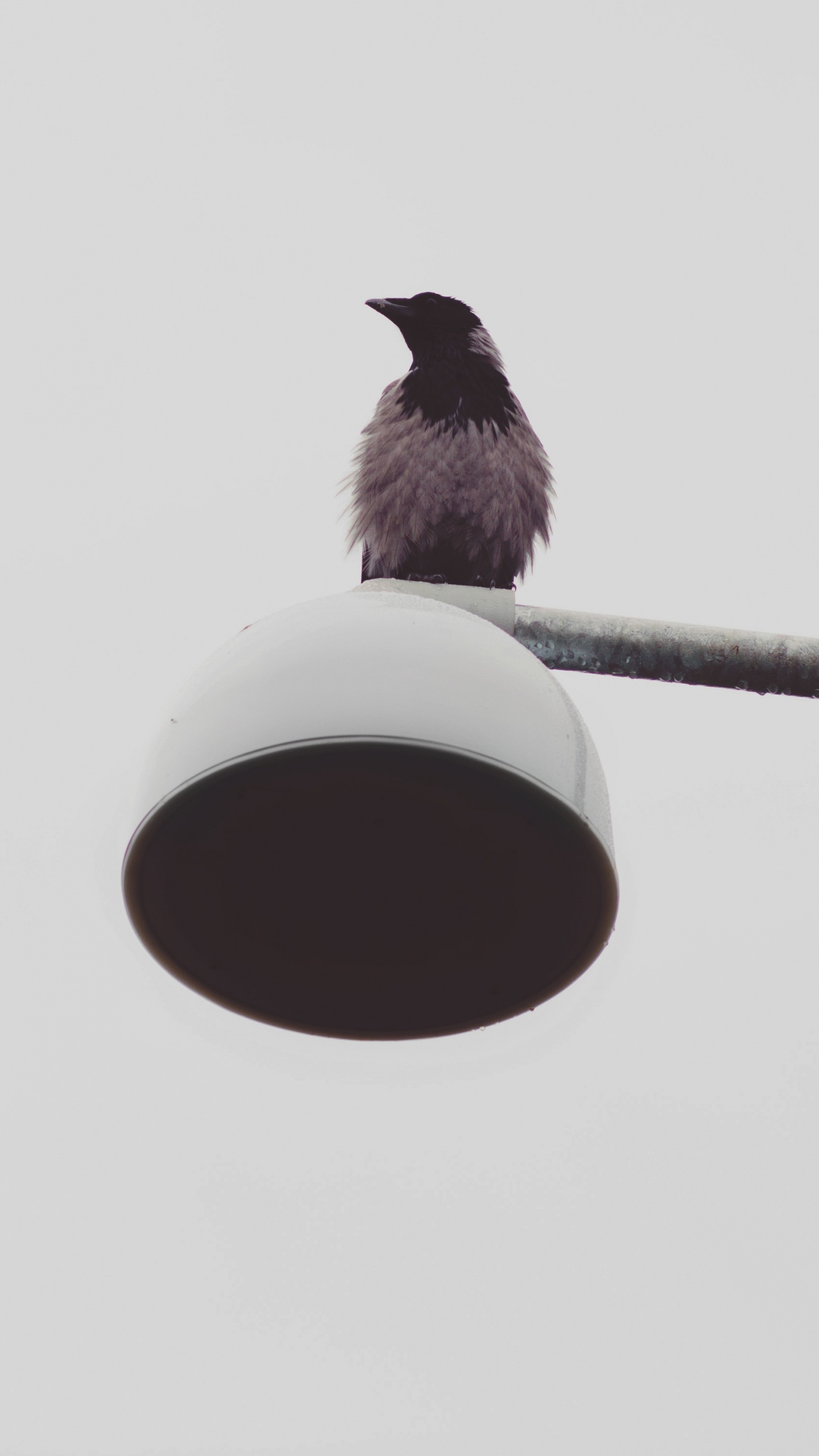 Pájaro Negro en la Luz de la Calle Roja y Blanca. Wallpaper in 1440x2560 Resolution