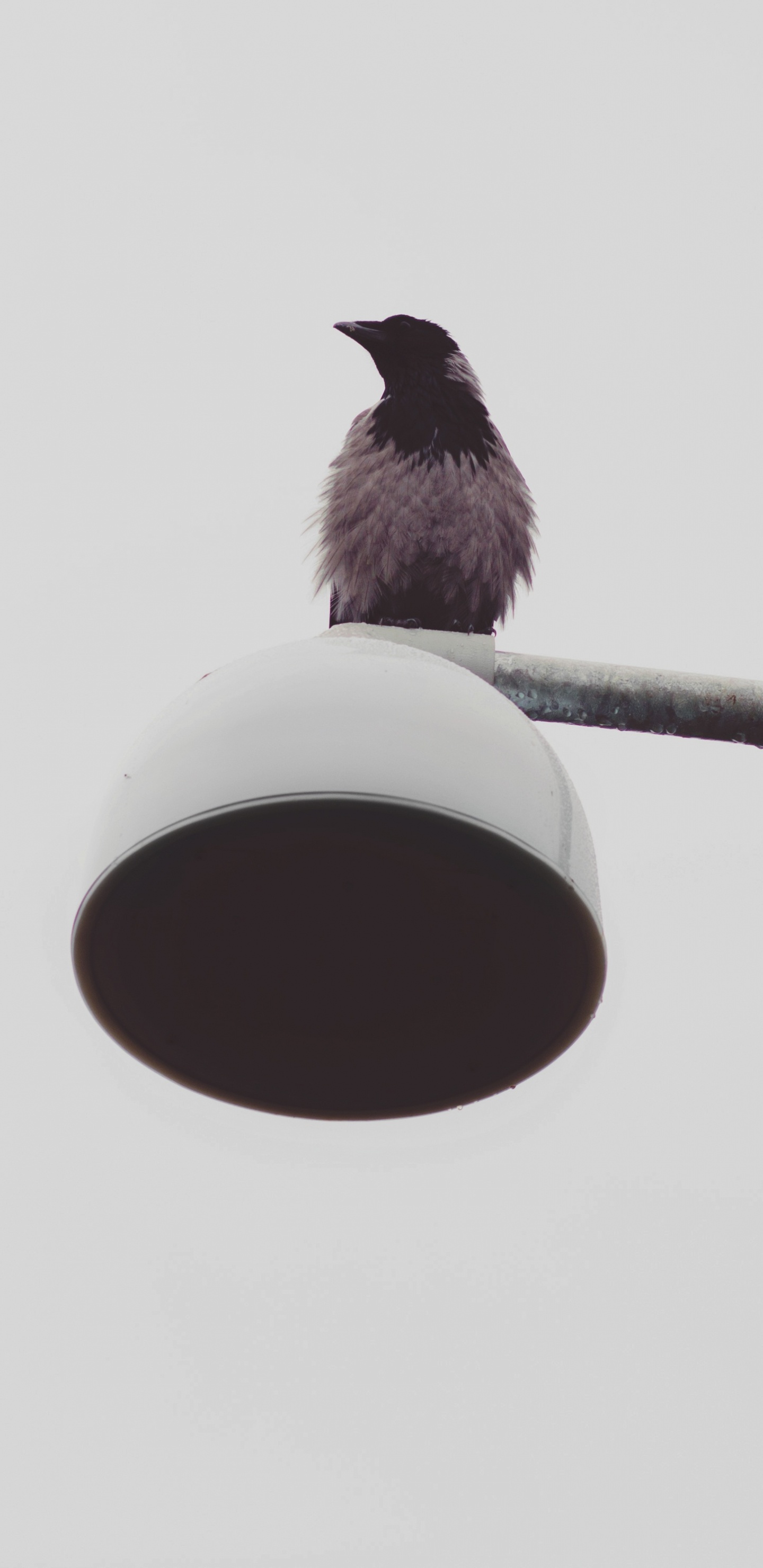 Pájaro Negro en la Luz de la Calle Roja y Blanca. Wallpaper in 1440x2960 Resolution