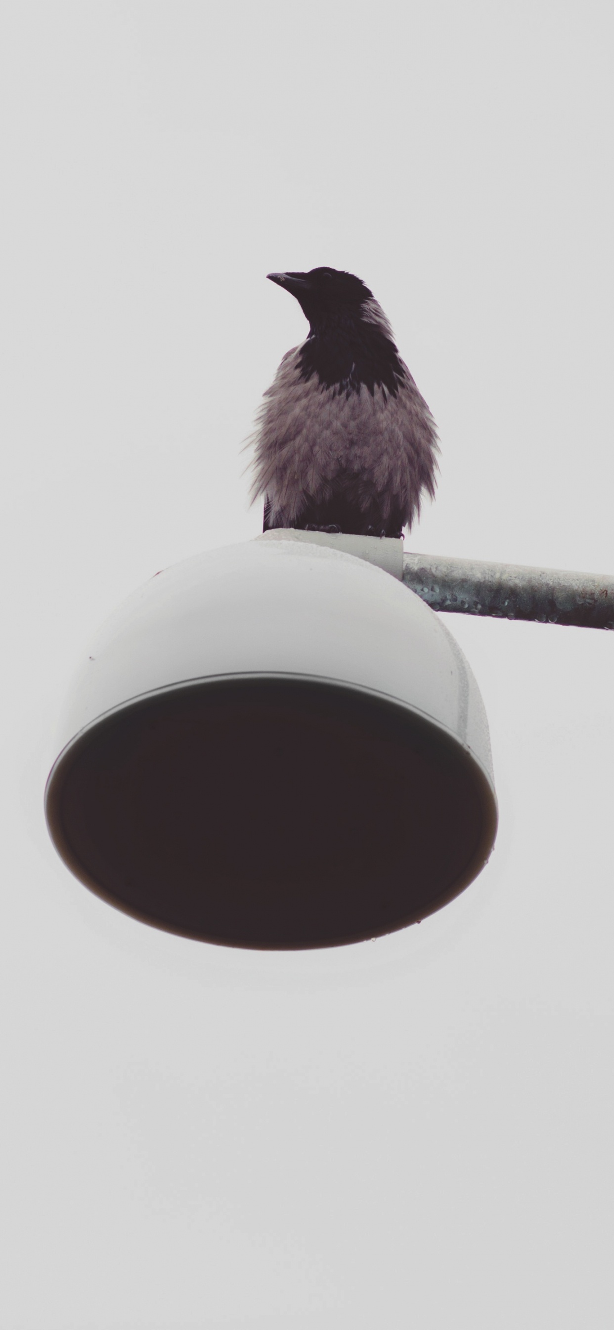 Black Bird on Red and White Street Light. Wallpaper in 1242x2688 Resolution